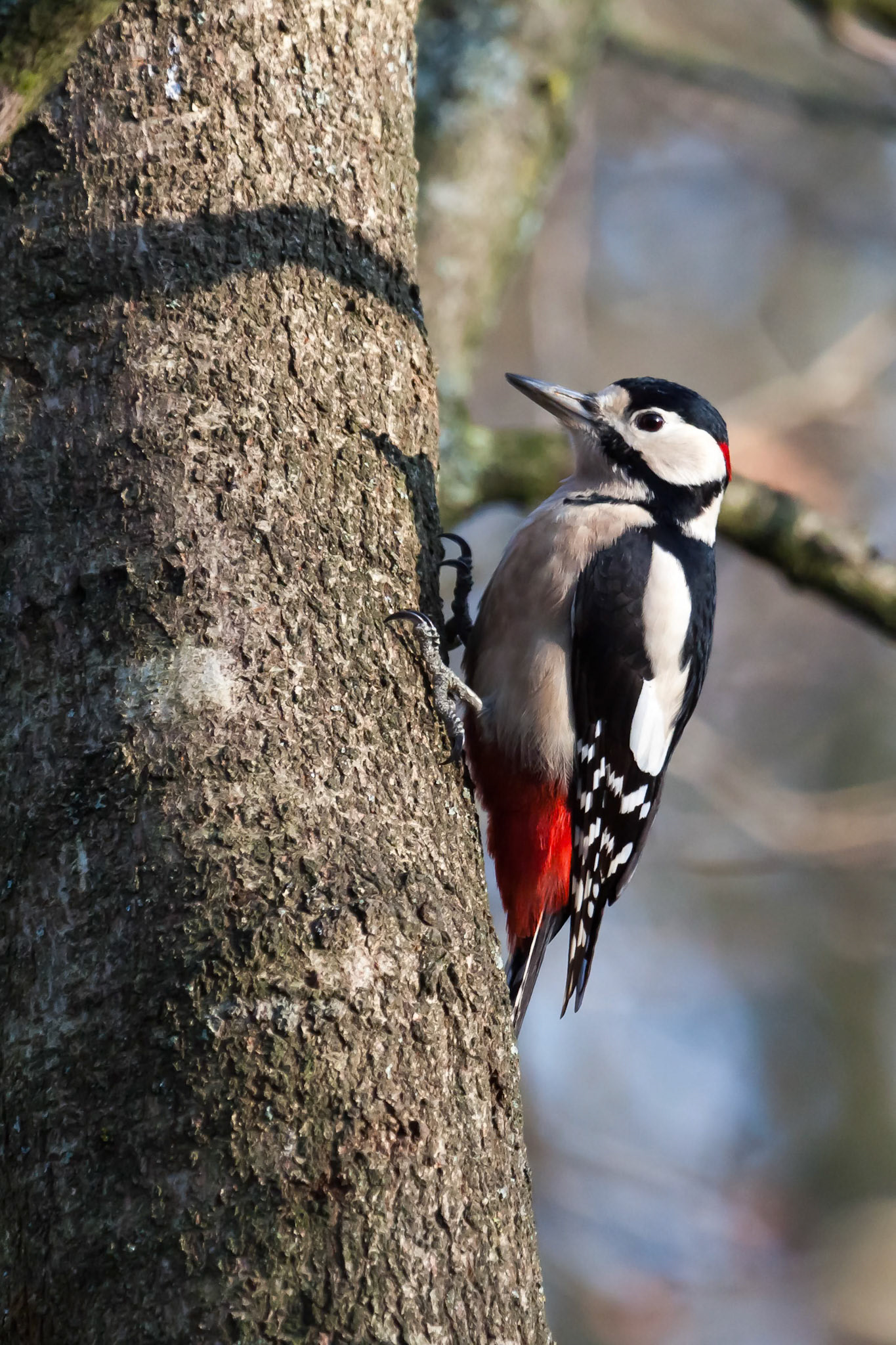 Great Spotted Woodpecker