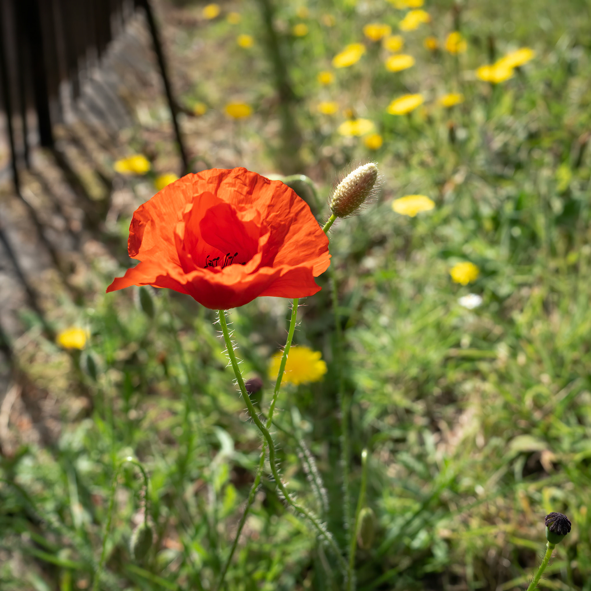Poppy flowering in summertime in East Grinstead