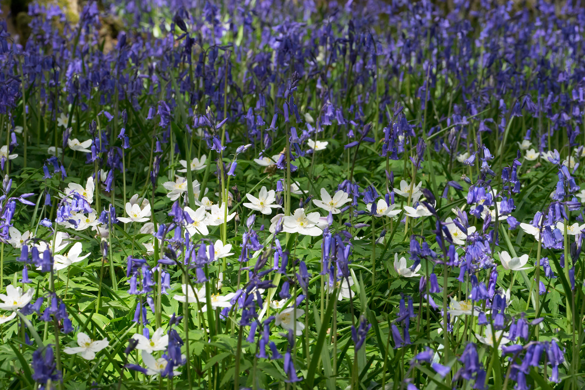 Bluebells Brightening up the Sussex Landscape