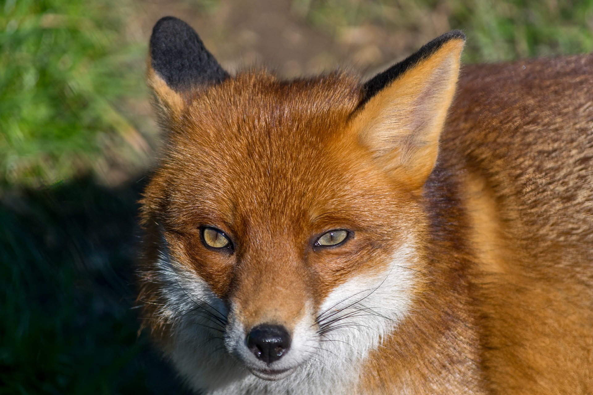 Red Fox (Vulpes vulpes)