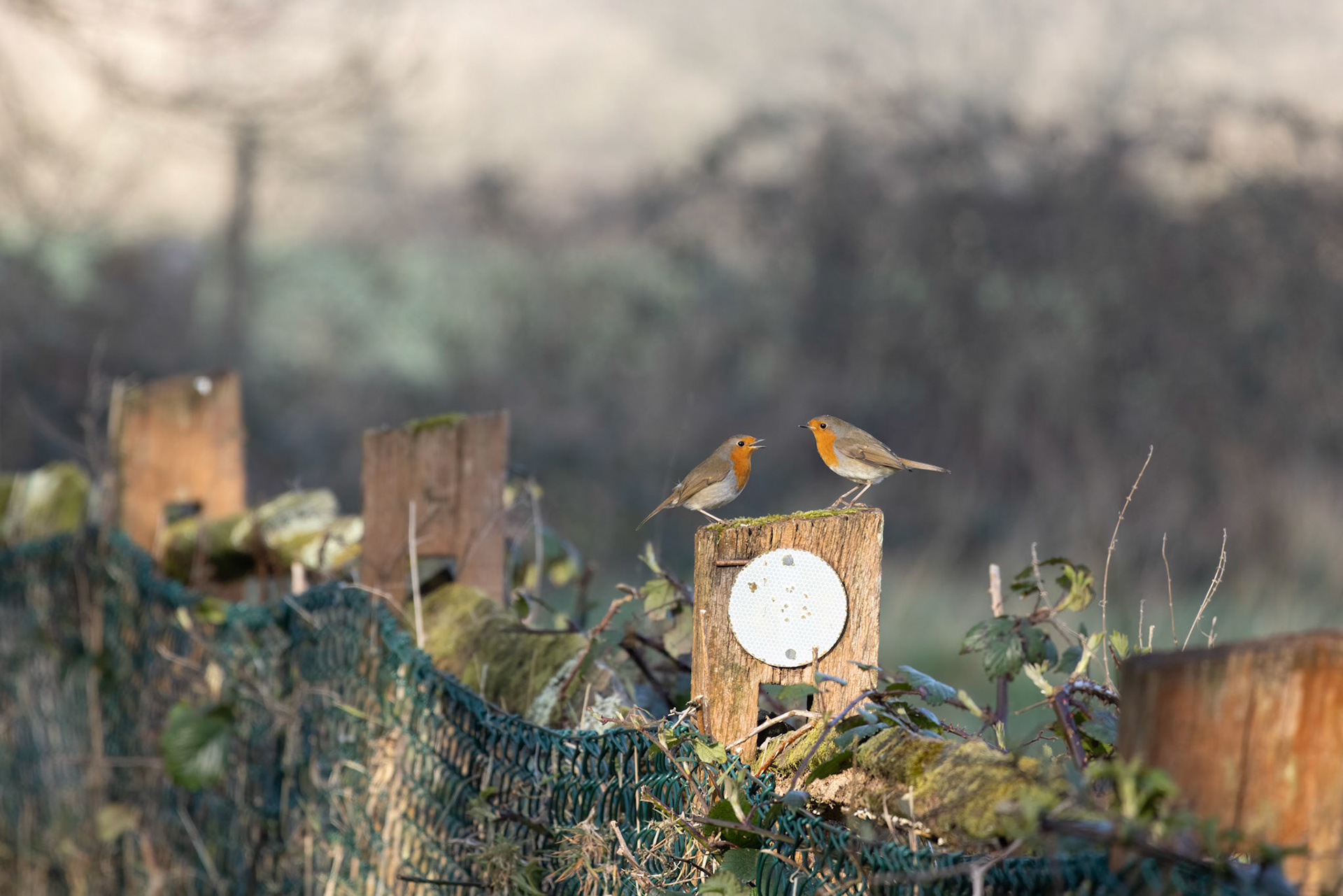 Two Robins perched on an old fence post ona spring day