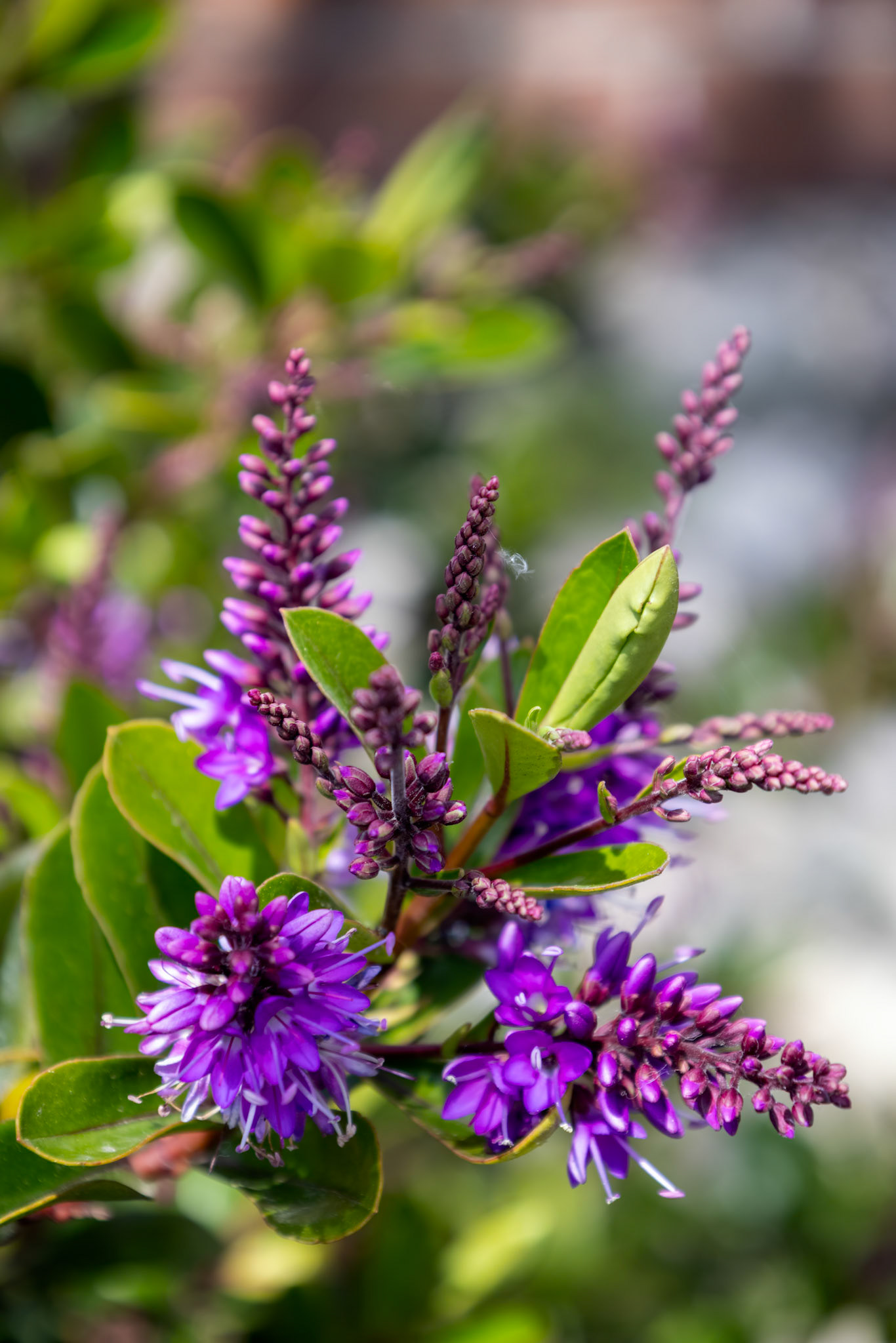Andersons Hebe (Hebe andersonii) flowering in springtime in Eastbourne