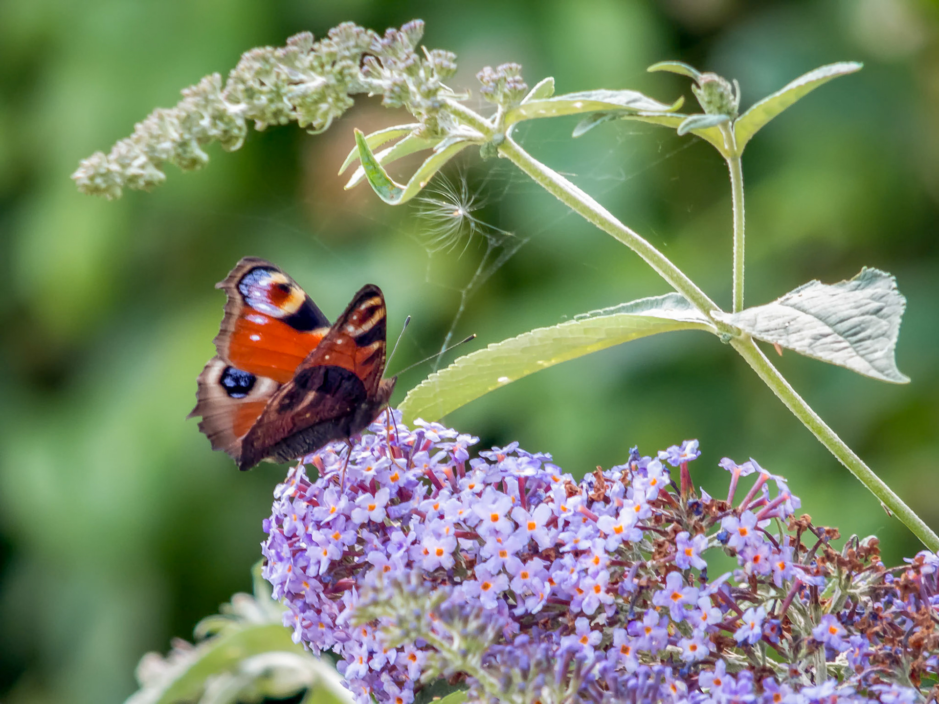 European Peacock Butterfly (Inachis io) Feeding on Buddleia Blossom