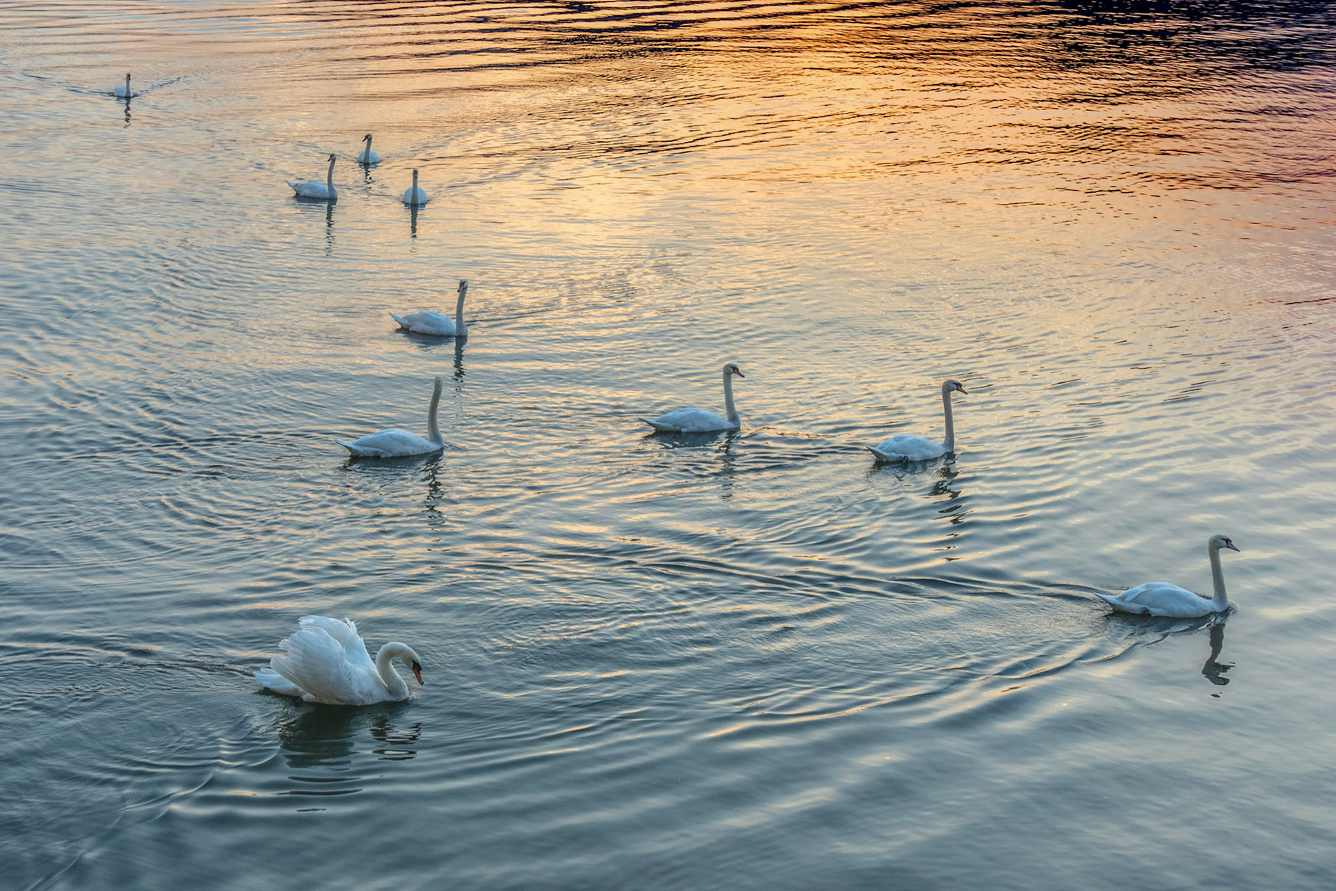 Swans on Lake Maggiore