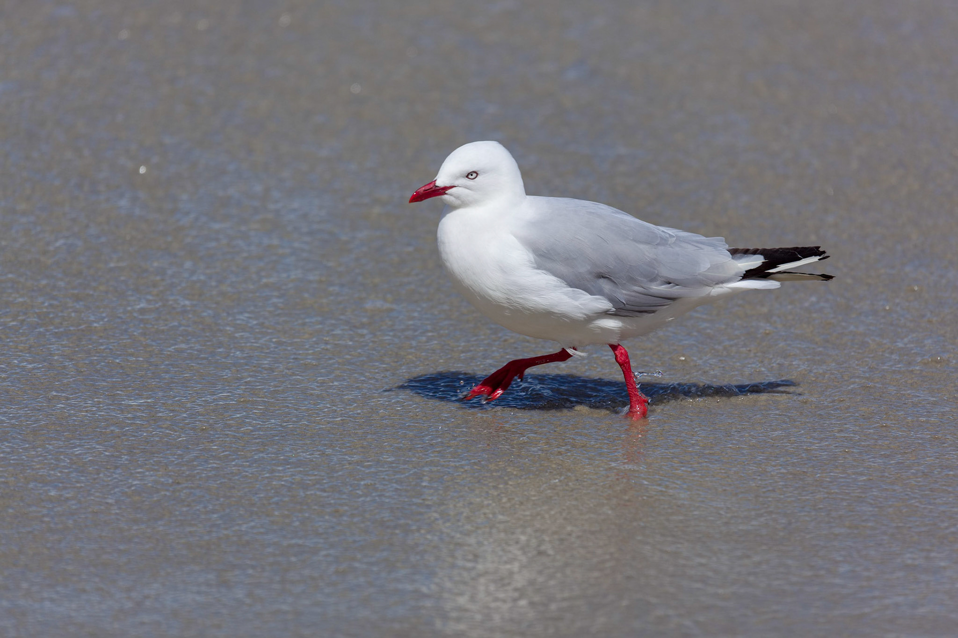 Red-billed Gull (Chroicocephalus scopulinus)