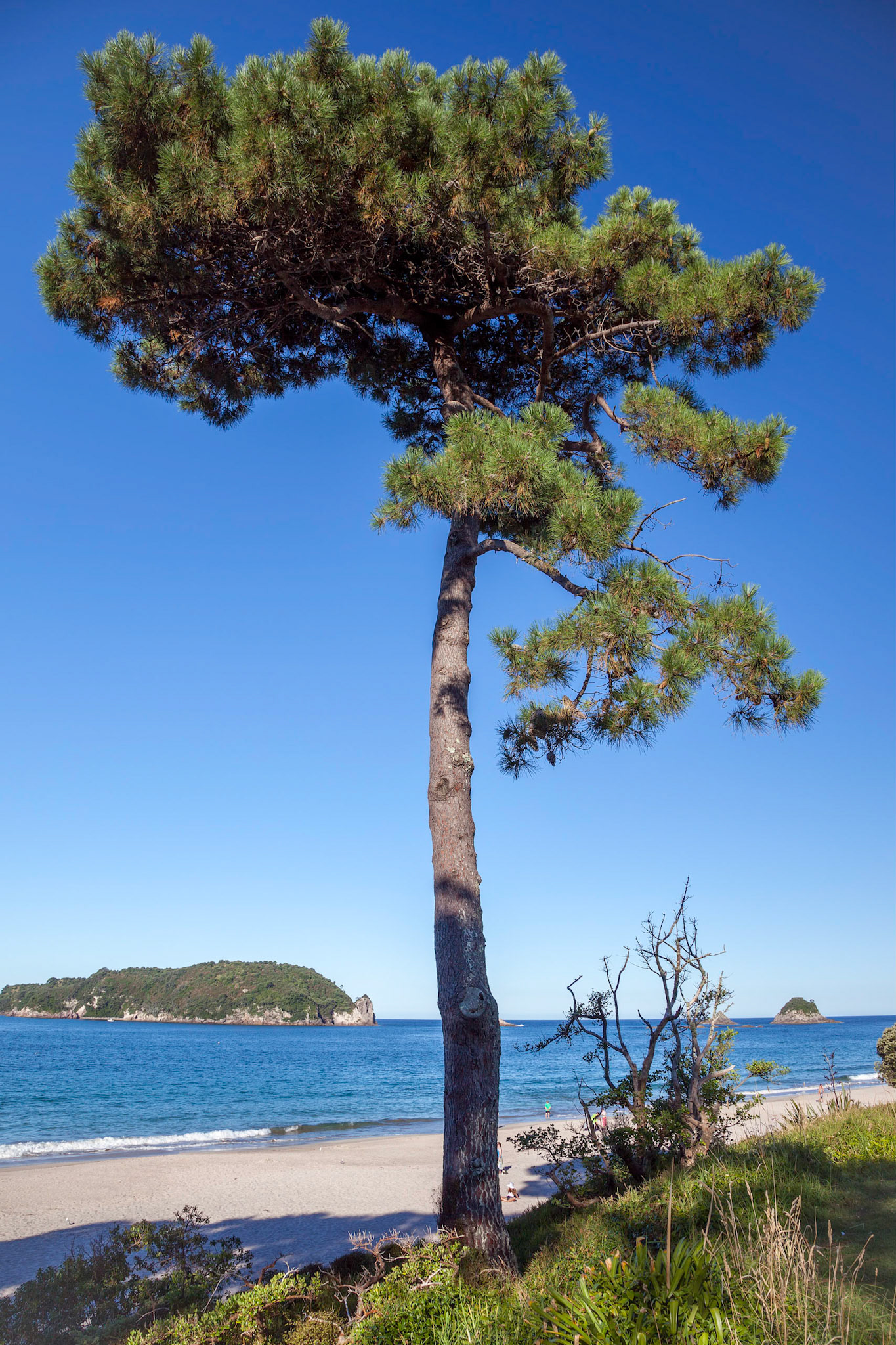 Fir tree on Hahei beach