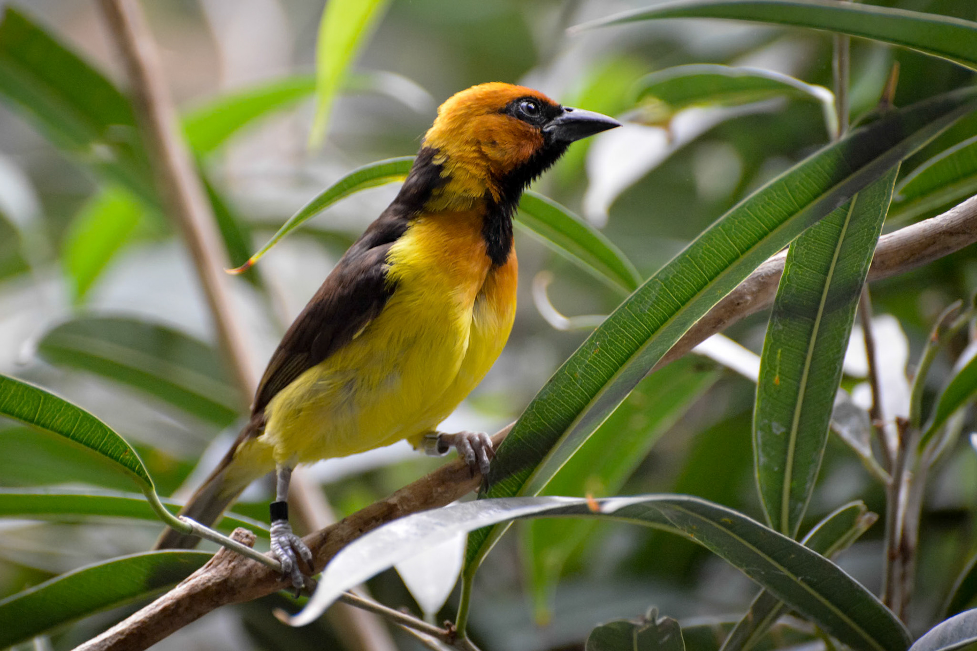 Black-necked Weaver (Ploceus nigricollis) resting on a branch
