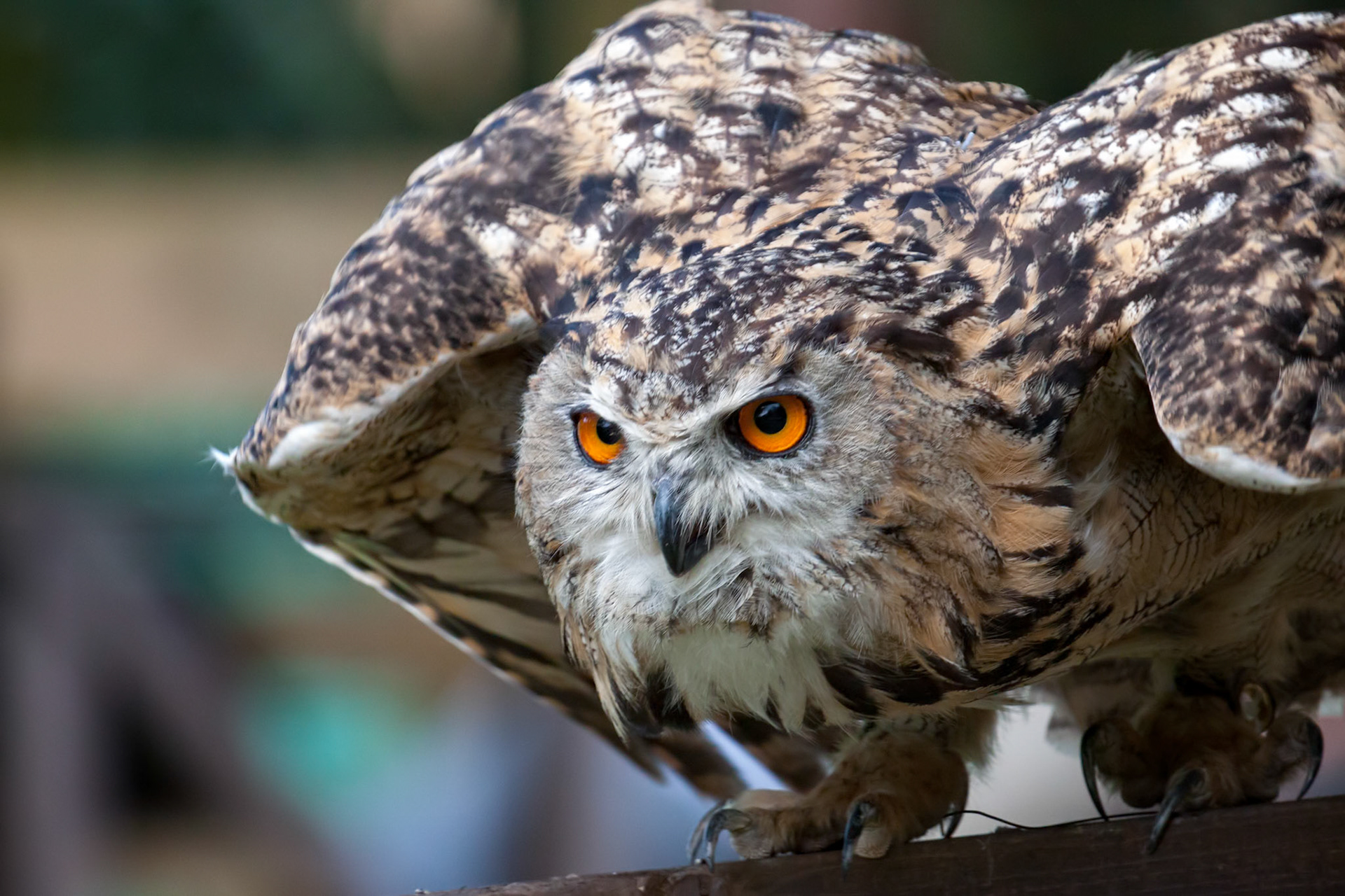 Eurasian Eagle-Owl (Bubo bubo) preparing for flight
