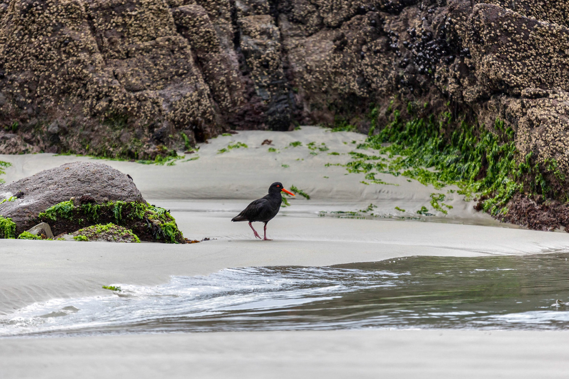 Variable Oystercatcher (Haematopus unicolor)