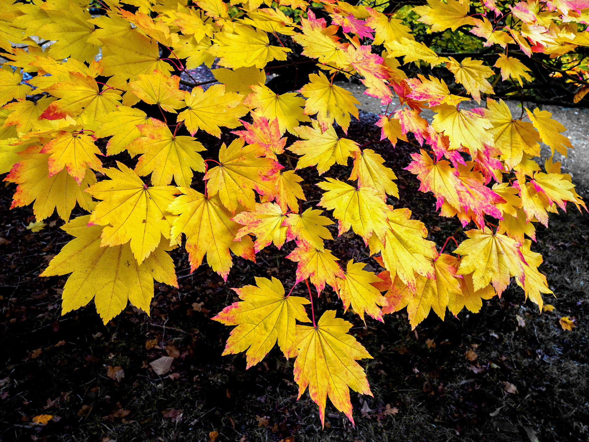 Acer Soccharinum Tree in Autumn