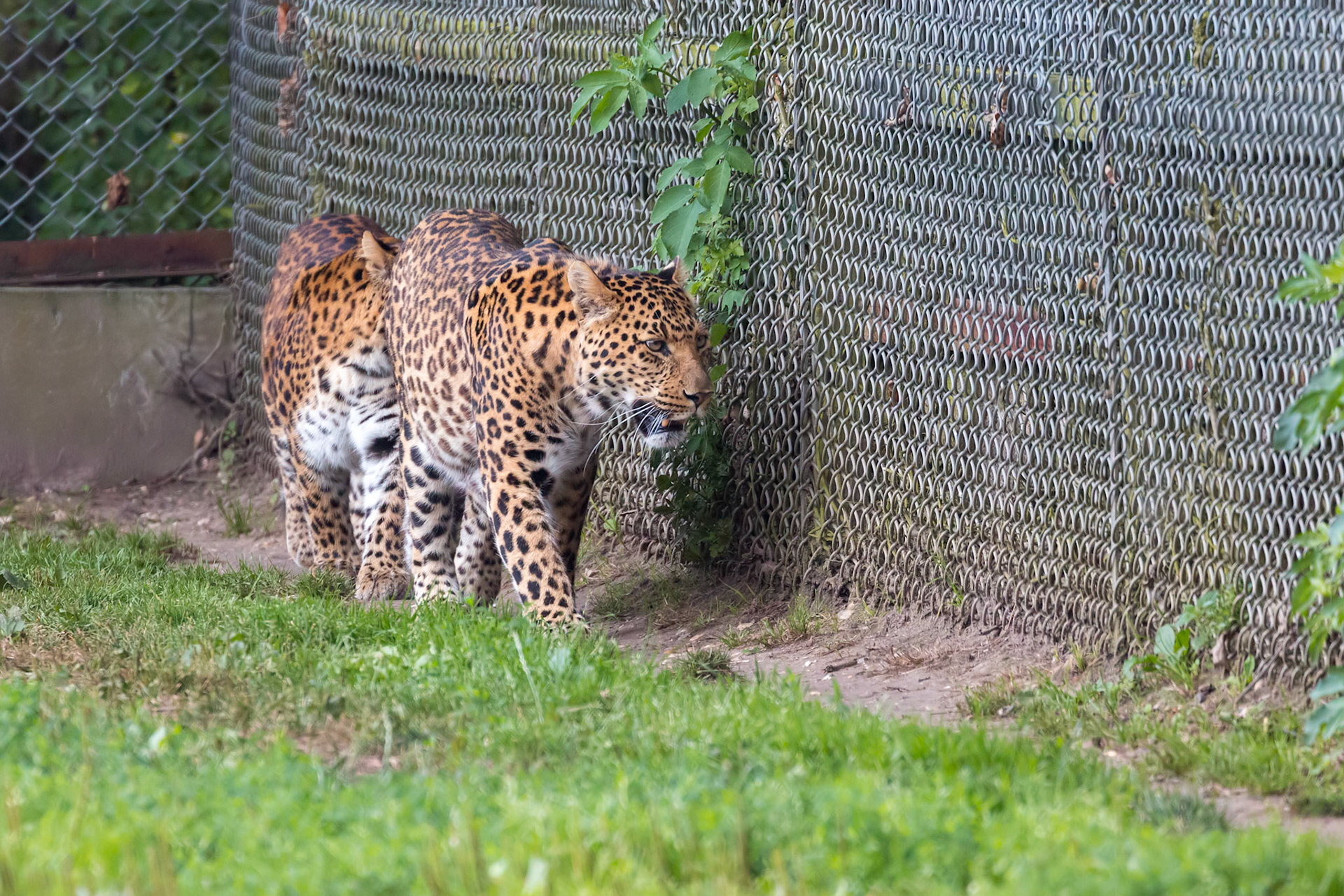 A pair of North Chinese Leopards  (Panthera pardus japonensis)