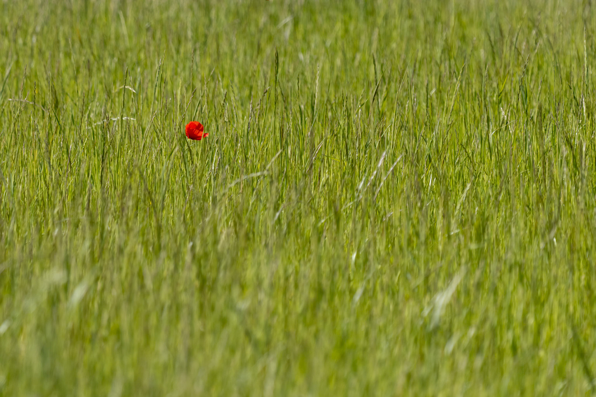 A single Poppy in a field near East Grinstead