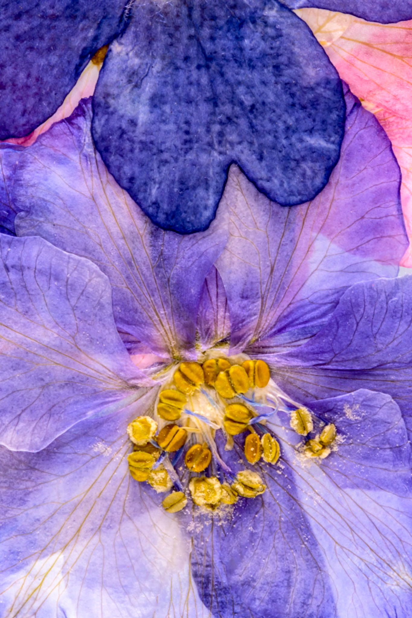 Pressed Flowers Abstract