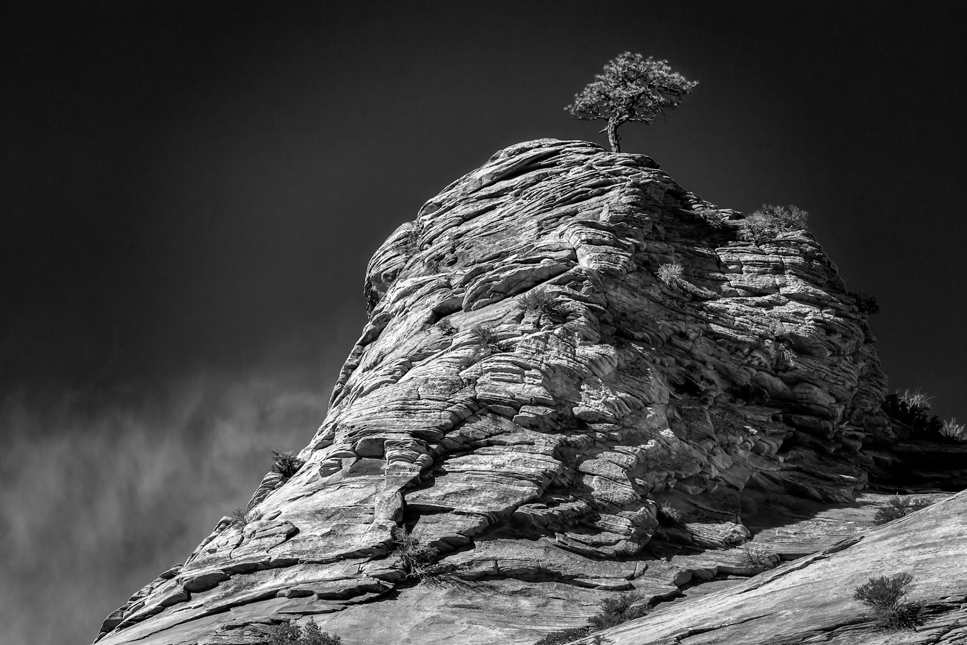 Pine Tree Growing on a Rocky Outcrop in Zion National Park