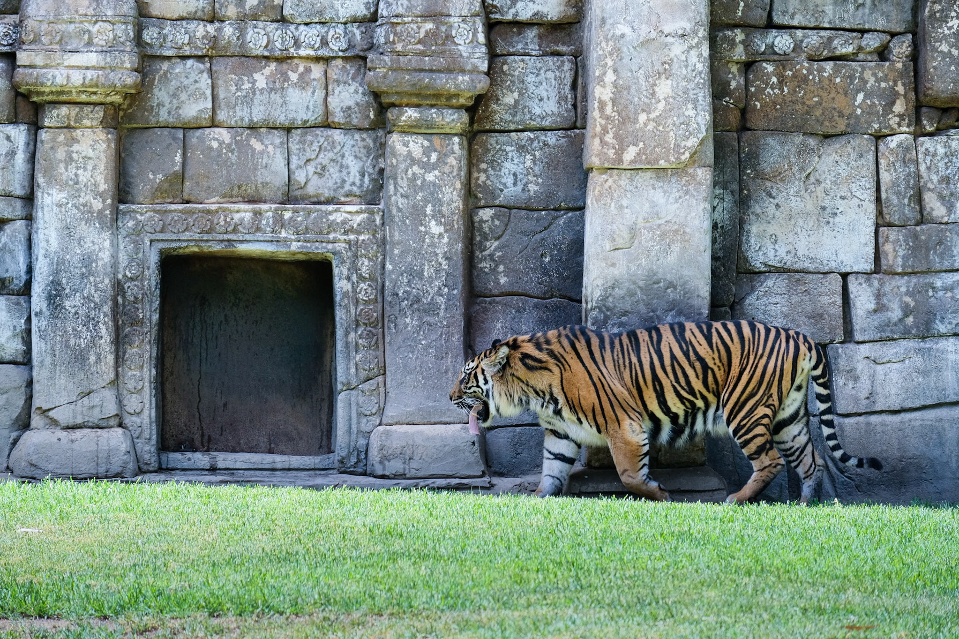 FUENGIROLA, ANDALUCIA/SPAIN - JULY 4 : Sumatran Tiger at the Bioparc in Fuengirola Costa del Sol Spain on July 4, 2017