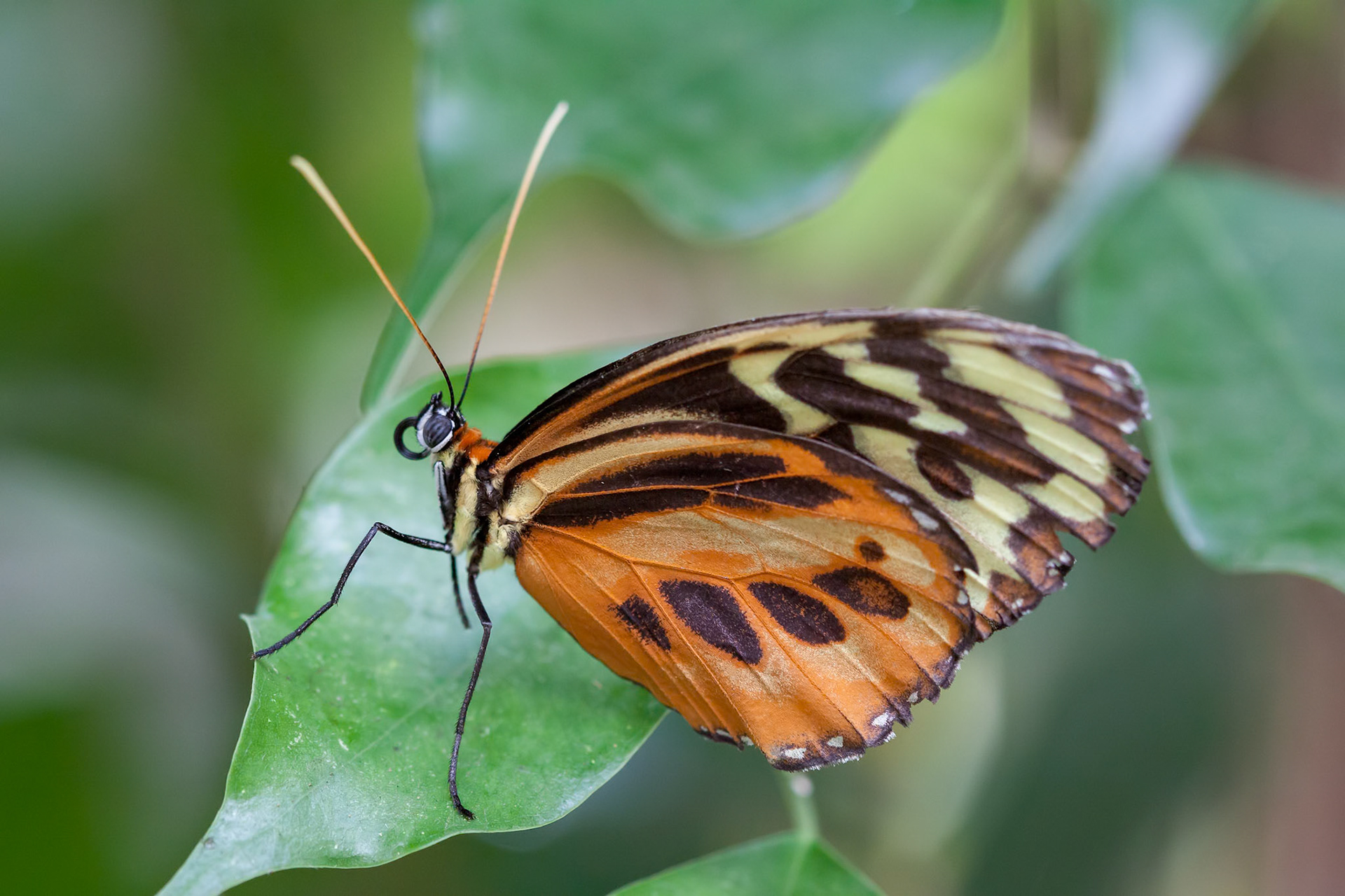Large Tiger Butterfly (Lycorea cleobaea)