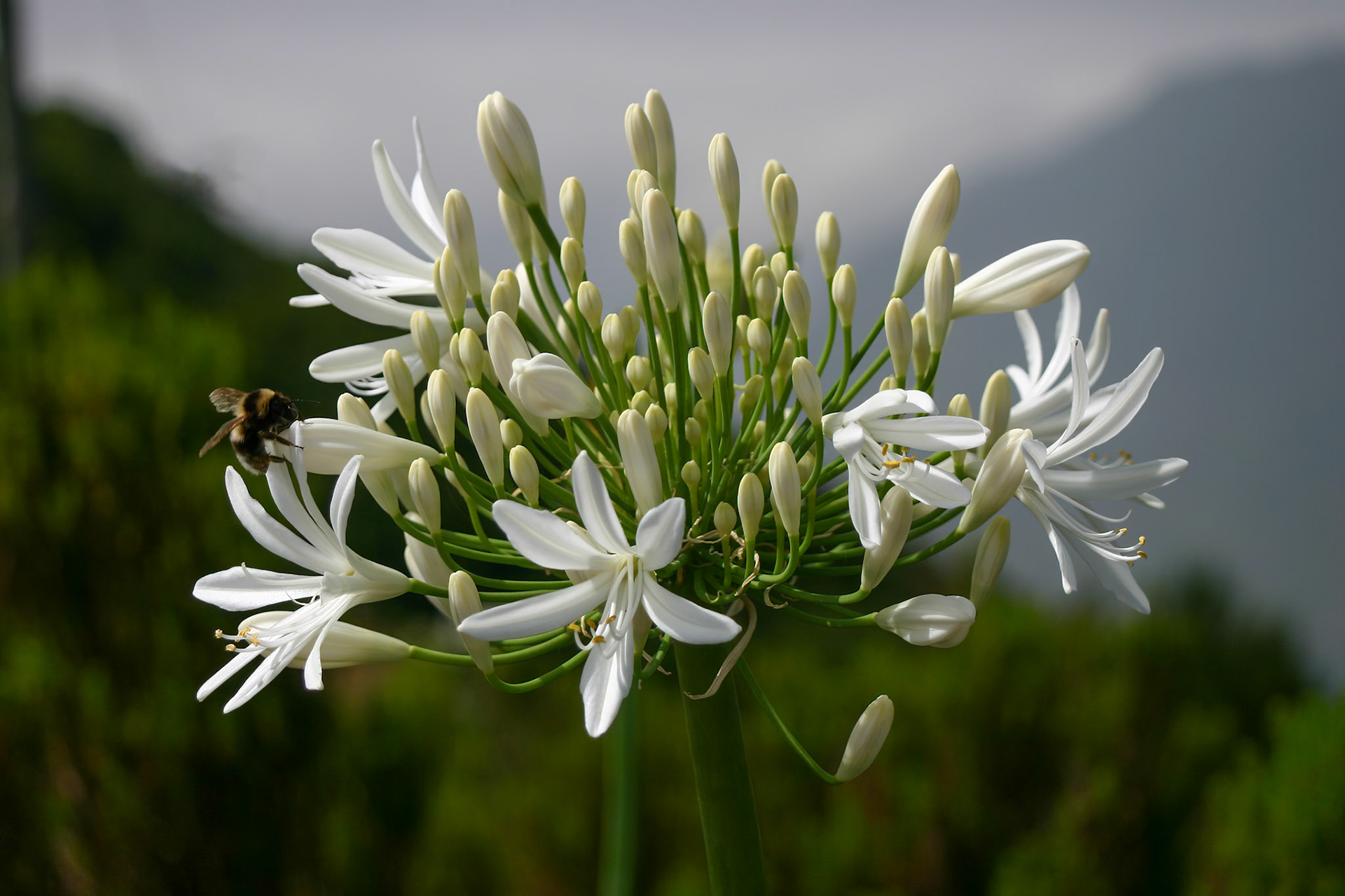Wild White Agapanthus (Agapanthaceae} by the Roadside in Madeira