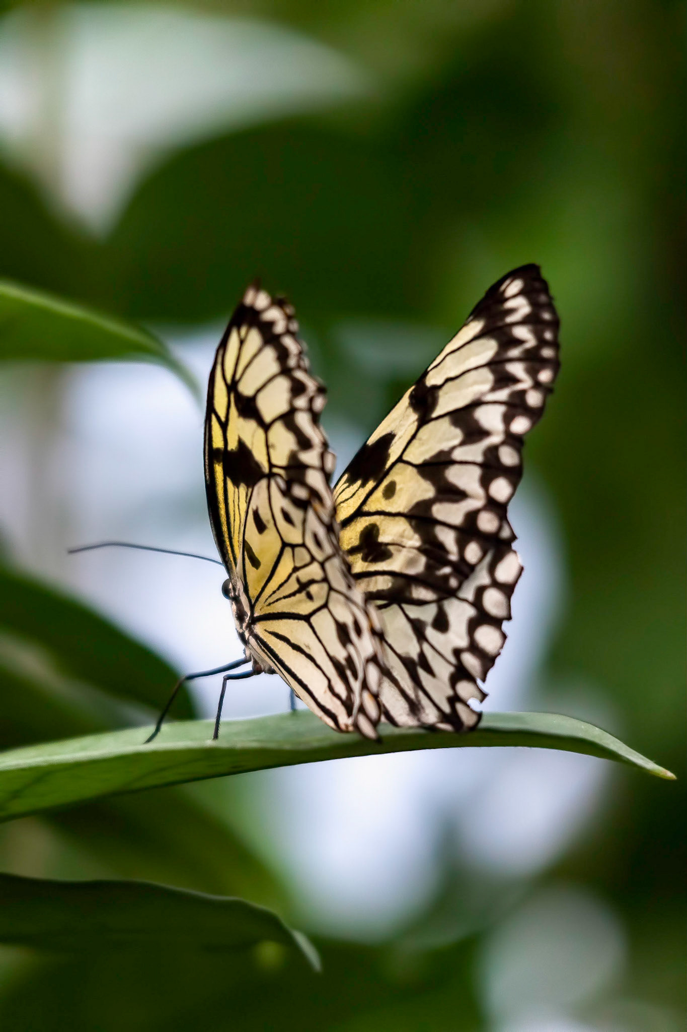 Rice Paper Butterfly (Idea leuconoe)