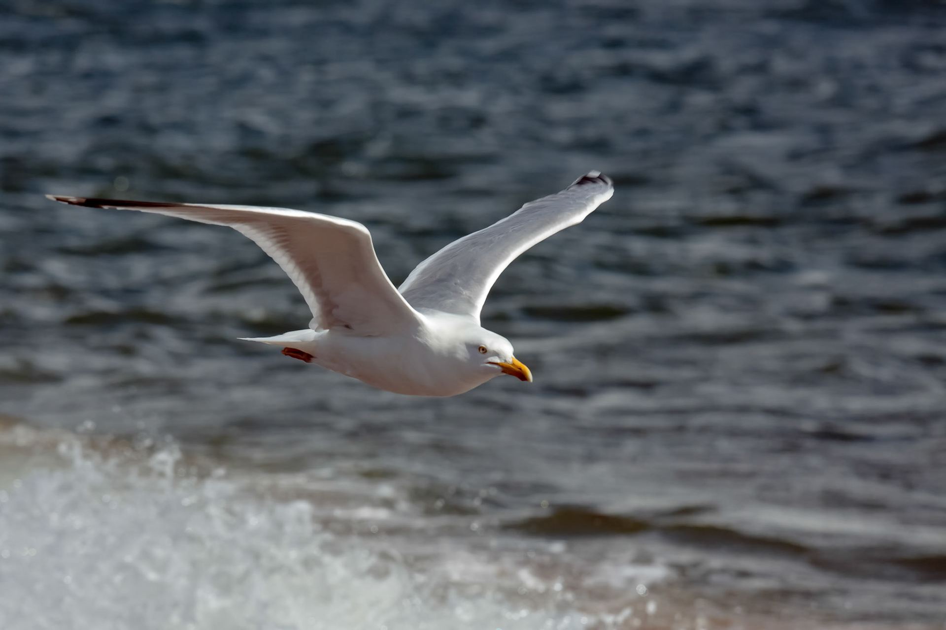 Common Gull (Larus canus)