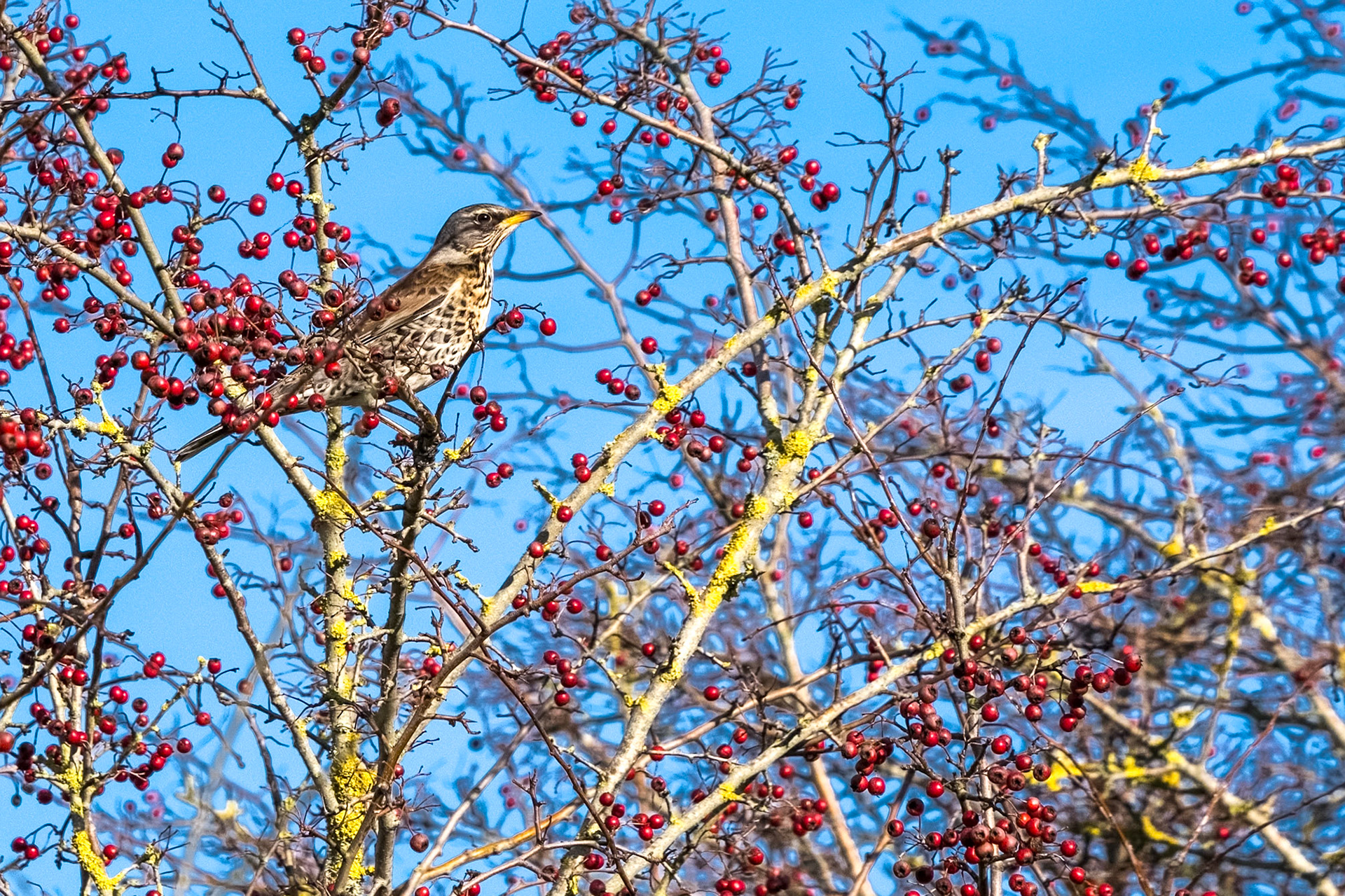 Fieldfare (Turdus pilaris) on a tree full of red berries at Southease in East Sussex