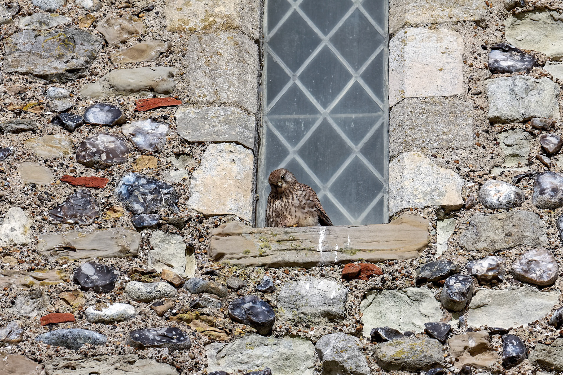 Frozen Kestrel Sheltering from the Bitter Wind