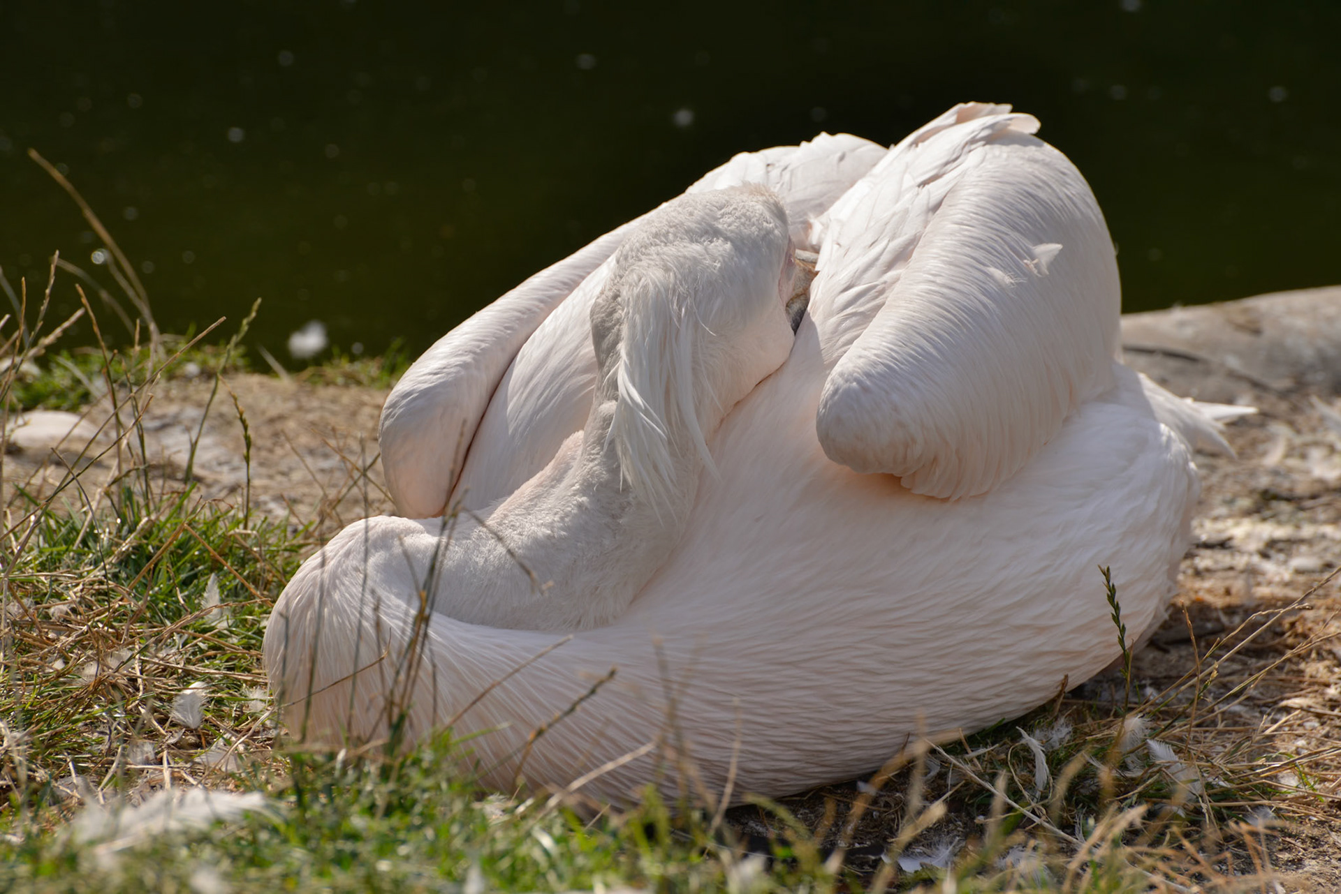 Great White Pelican (Pelecanus onocrotalus) trying to sleep