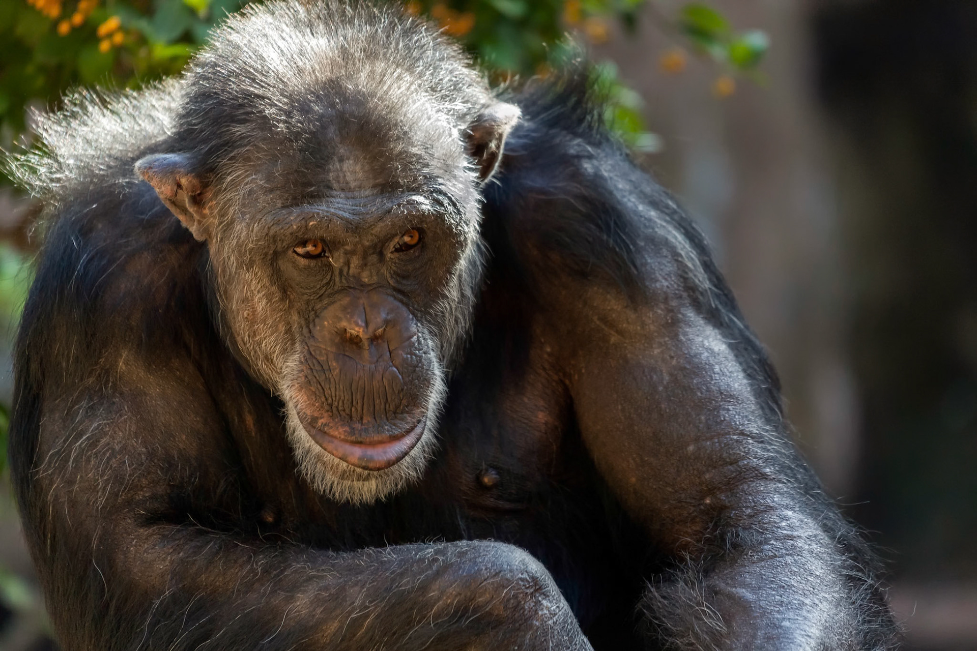 Chimpanzee Sitting in a Zoo