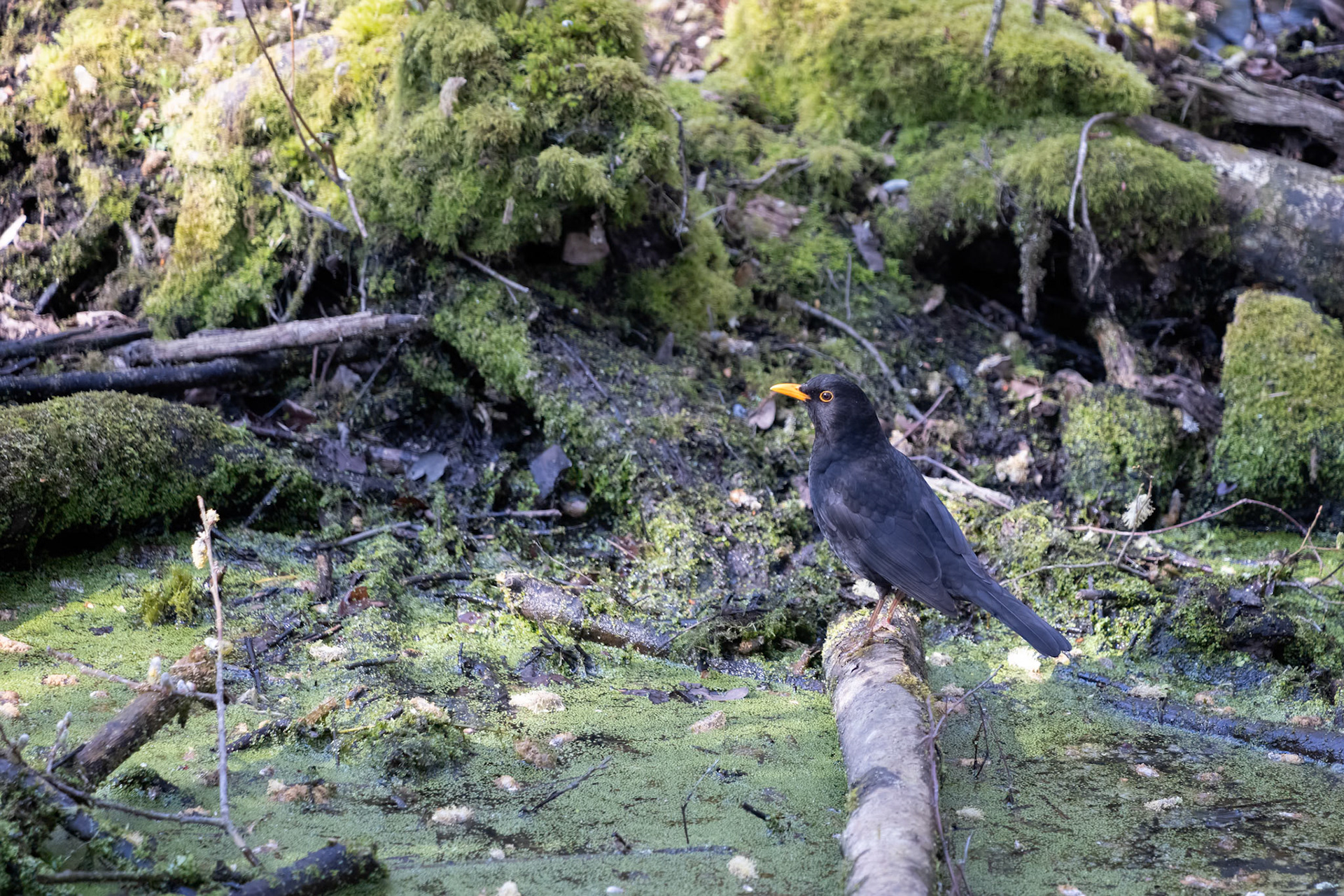 Blackbird perched on a log in the swamp