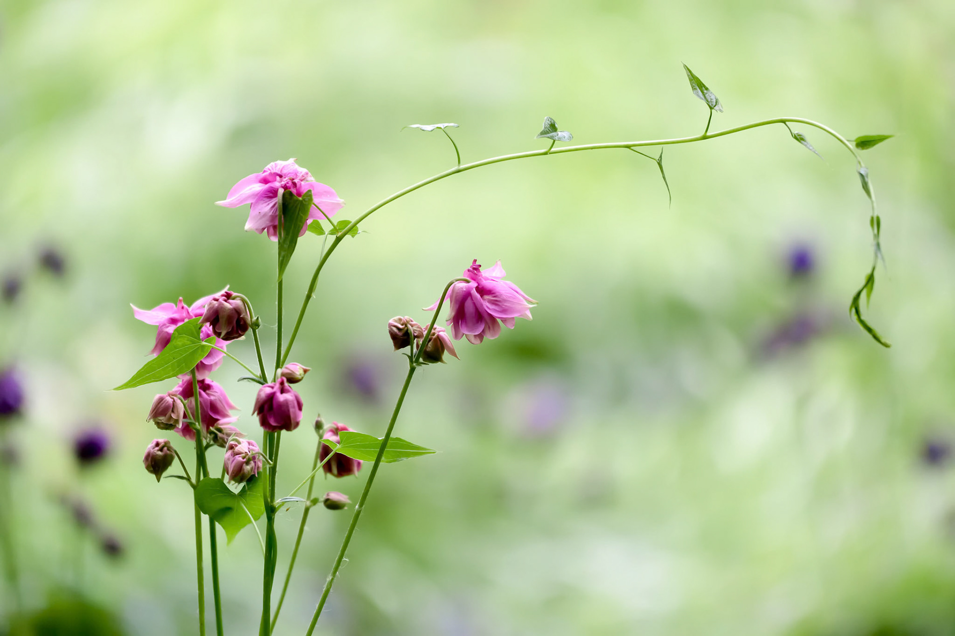 Double Flower of a Pink Columbine (Aquilegia vulgaris)