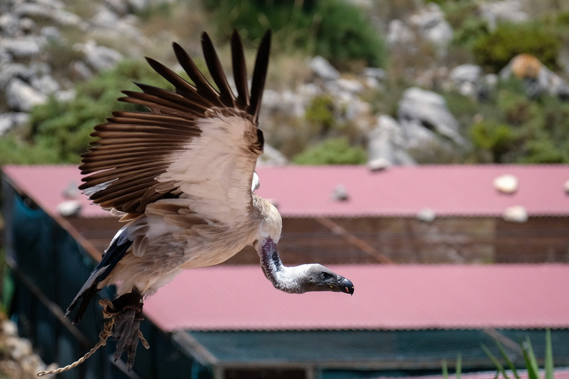 Juvenile Andean Condor (Vultur gryphus)