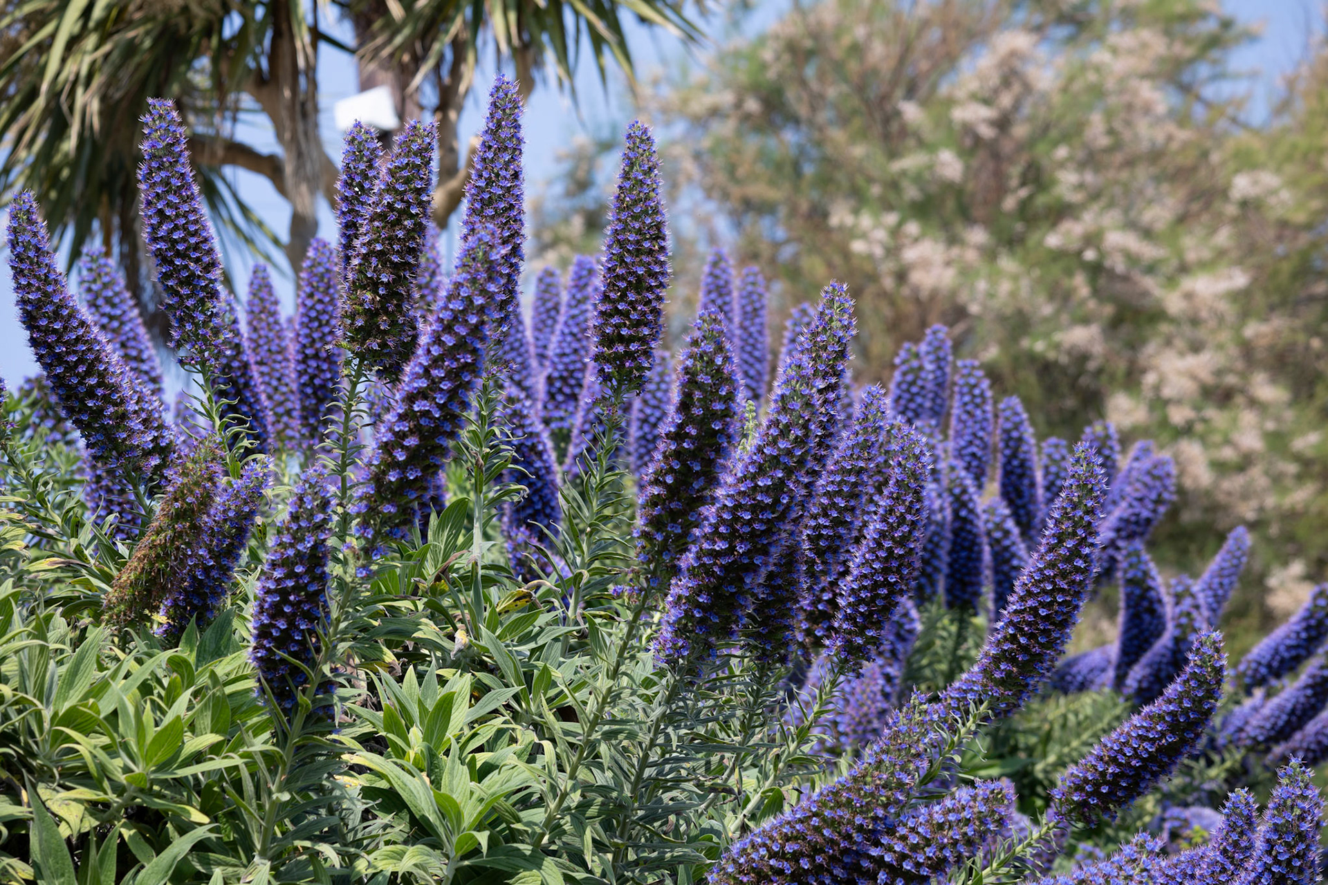 Pride-of-Madeira, Echium candicans, flowering near Padstow in Cornwall