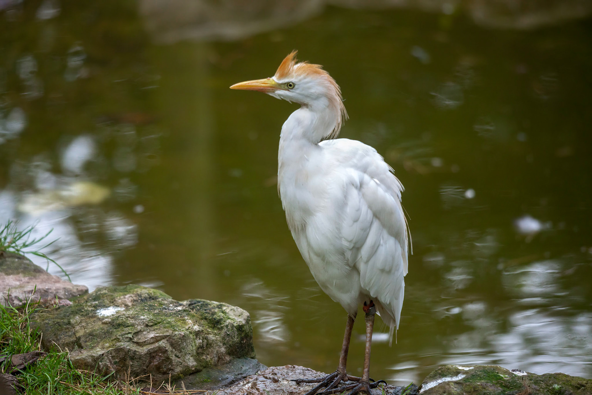 Cattle Egret (Bubulcus ibis)