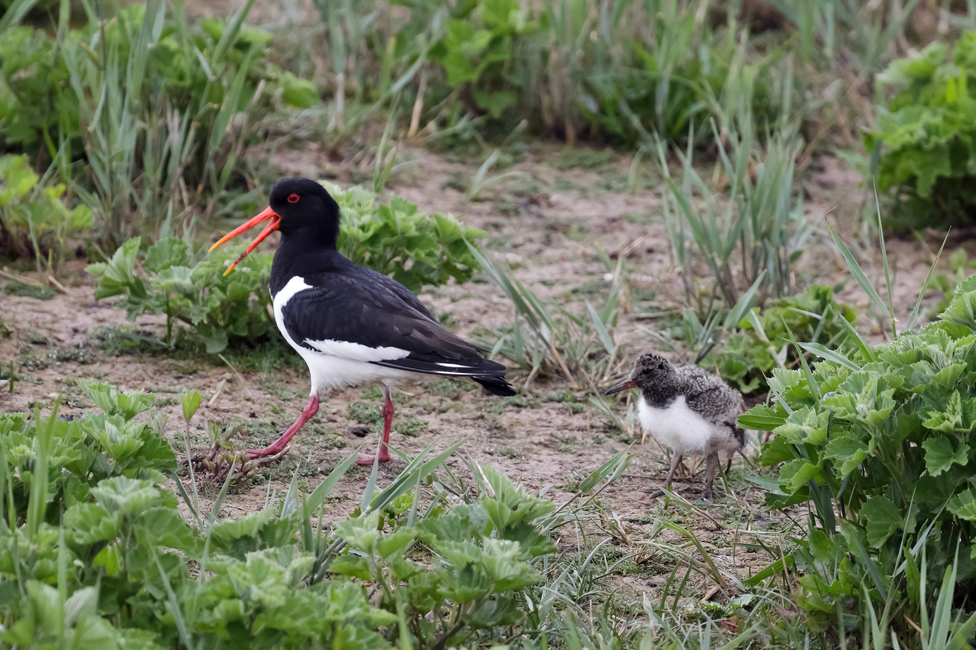 Oystercatcher (Haematopus ostralegus) with Chick