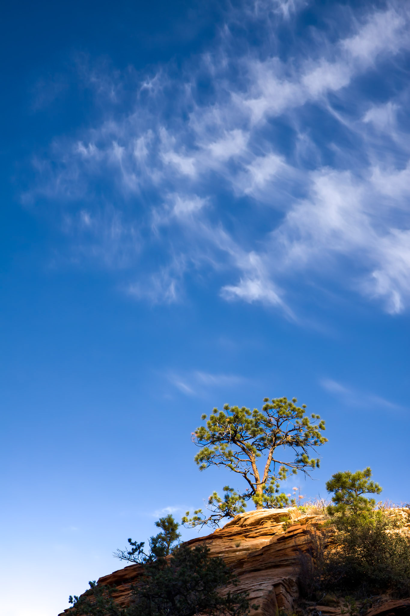 Pine Tree on a Rocky Outcrop in Zion National Park