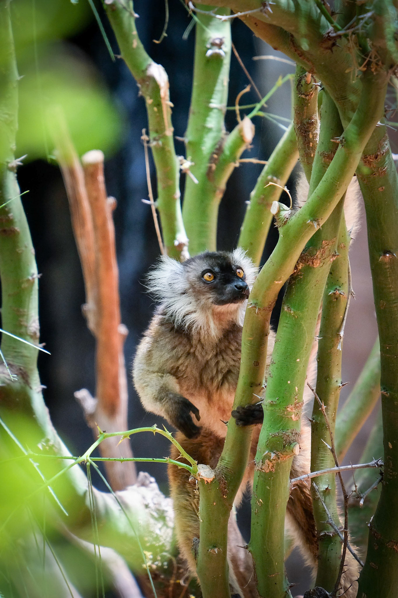 FUENGIROLA, ANDALUCIA/SPAIN - JULY 4 : Female Black Lemur at the Bioparc in FuengirolaCosta del Sol Spain on July 4, 2017