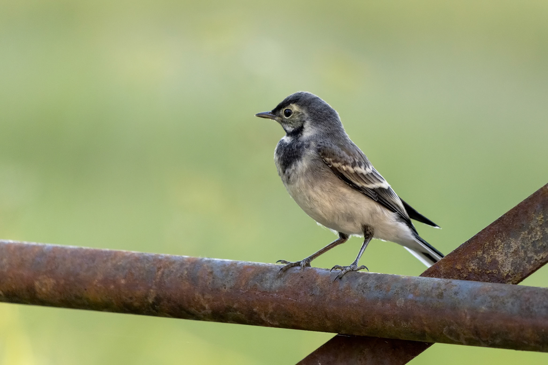 Juvenile Pied Wagtail resting on an iron gate