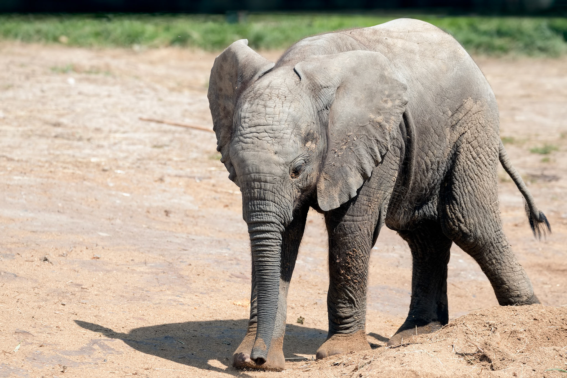 Young African Elephant exploring his territory