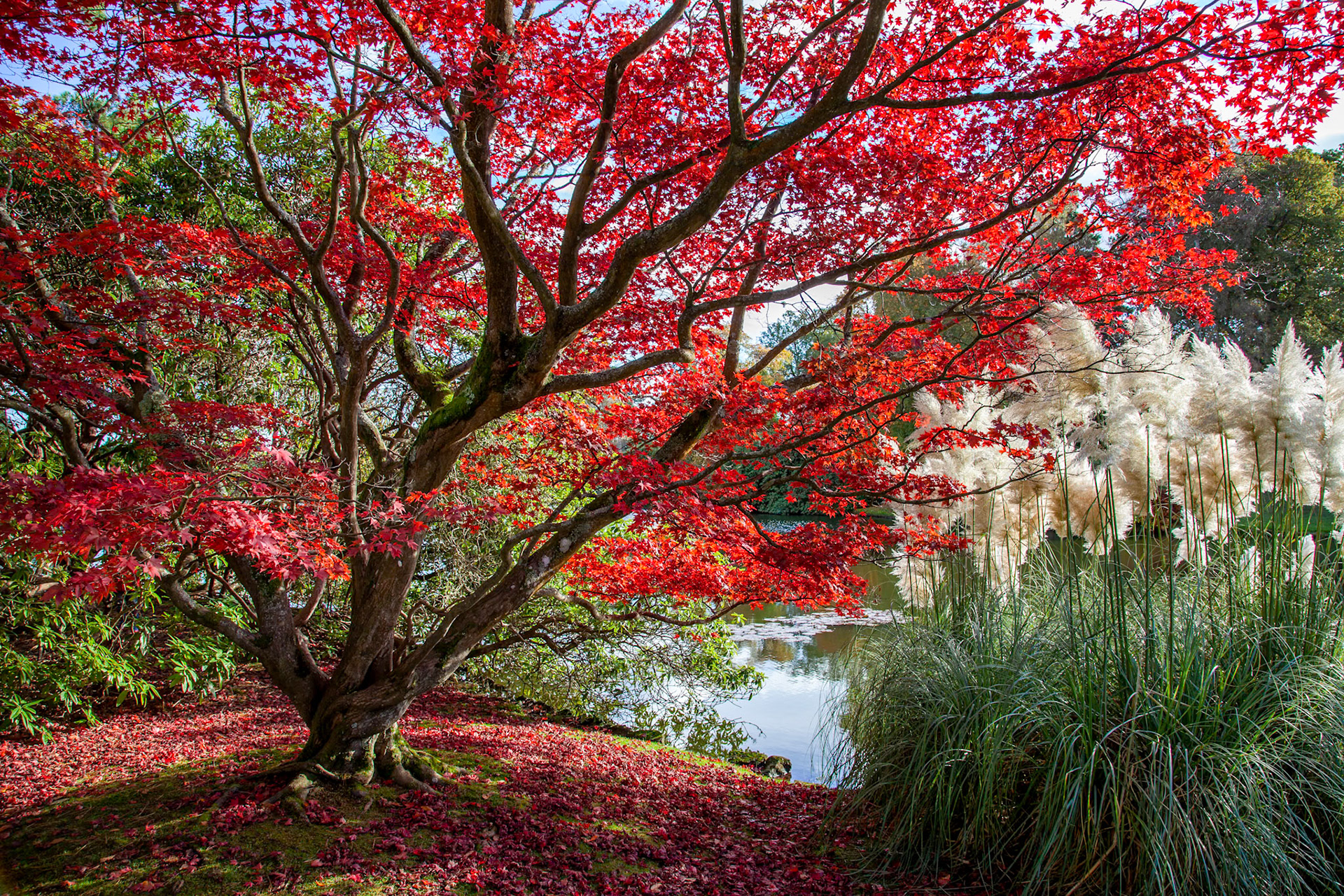 SHEFFIELD PARK, SUSSEX/UK - November 3 : Autumn at Sheffield Park Gardens in Sussex on November 3, 2012.