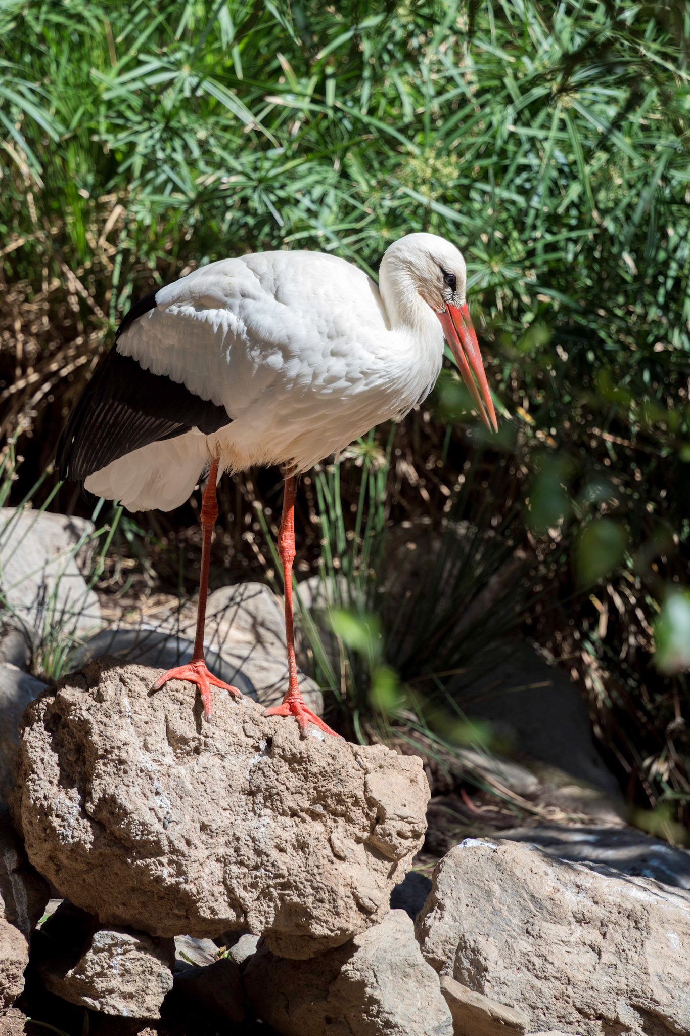MASPALOMAS, GRAN CANARIA, SPAIN - MARCH 8 : White Stork at Palmitos Park, Maspalomas, Gran Canaria, Canary Islands, Spain on March 8, 2022