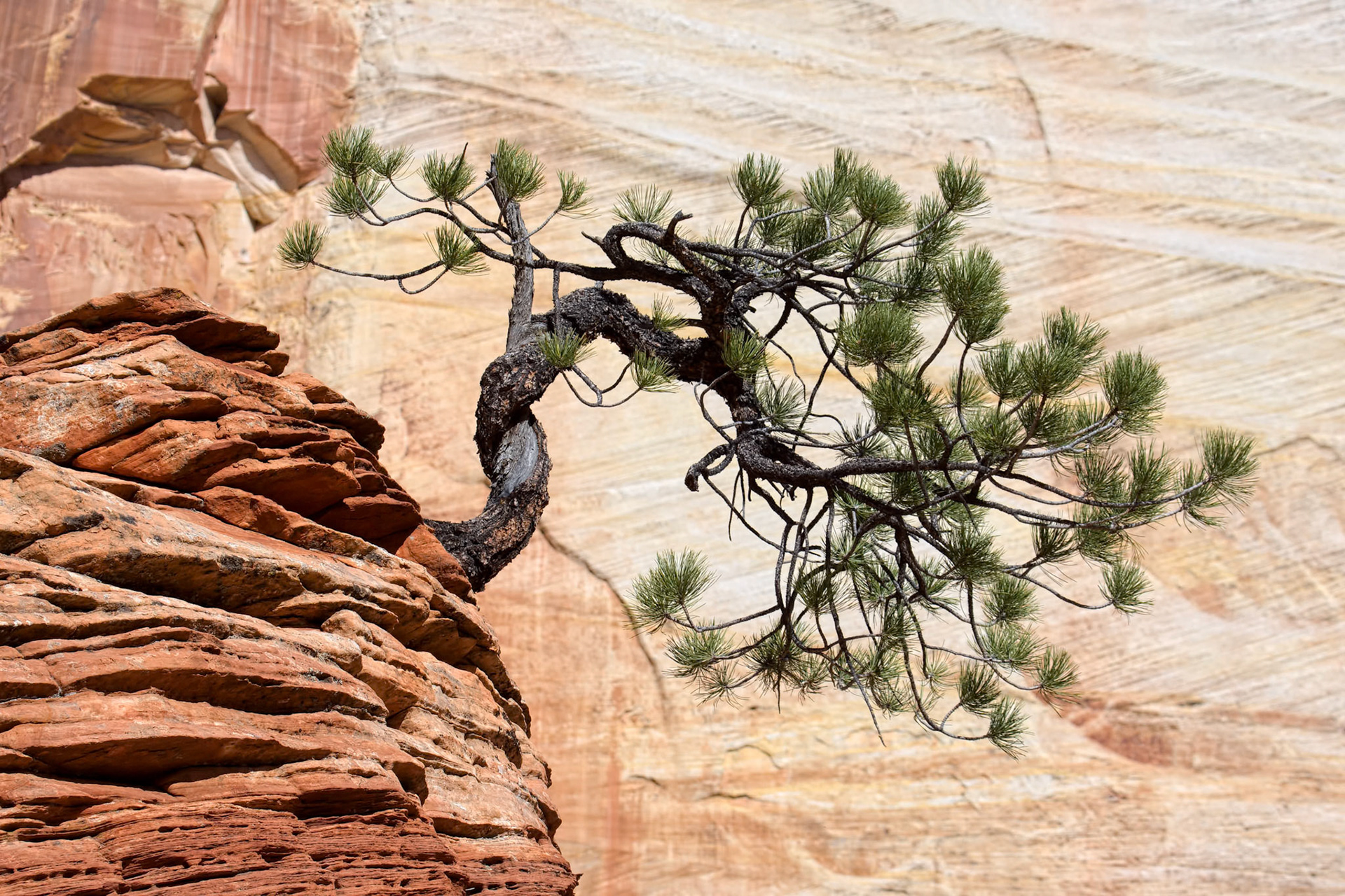 Stunted Tree on a Rocky Outcrop