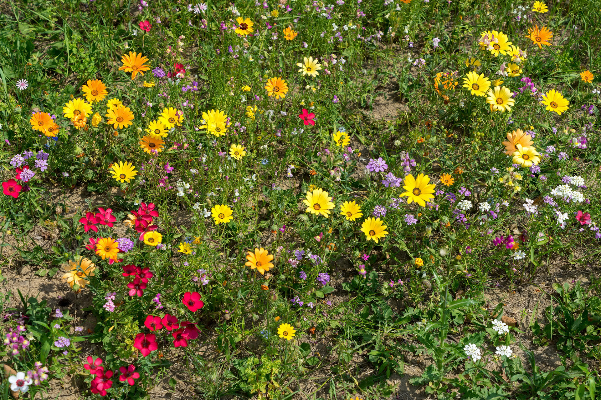 East Grinstead in Bloom