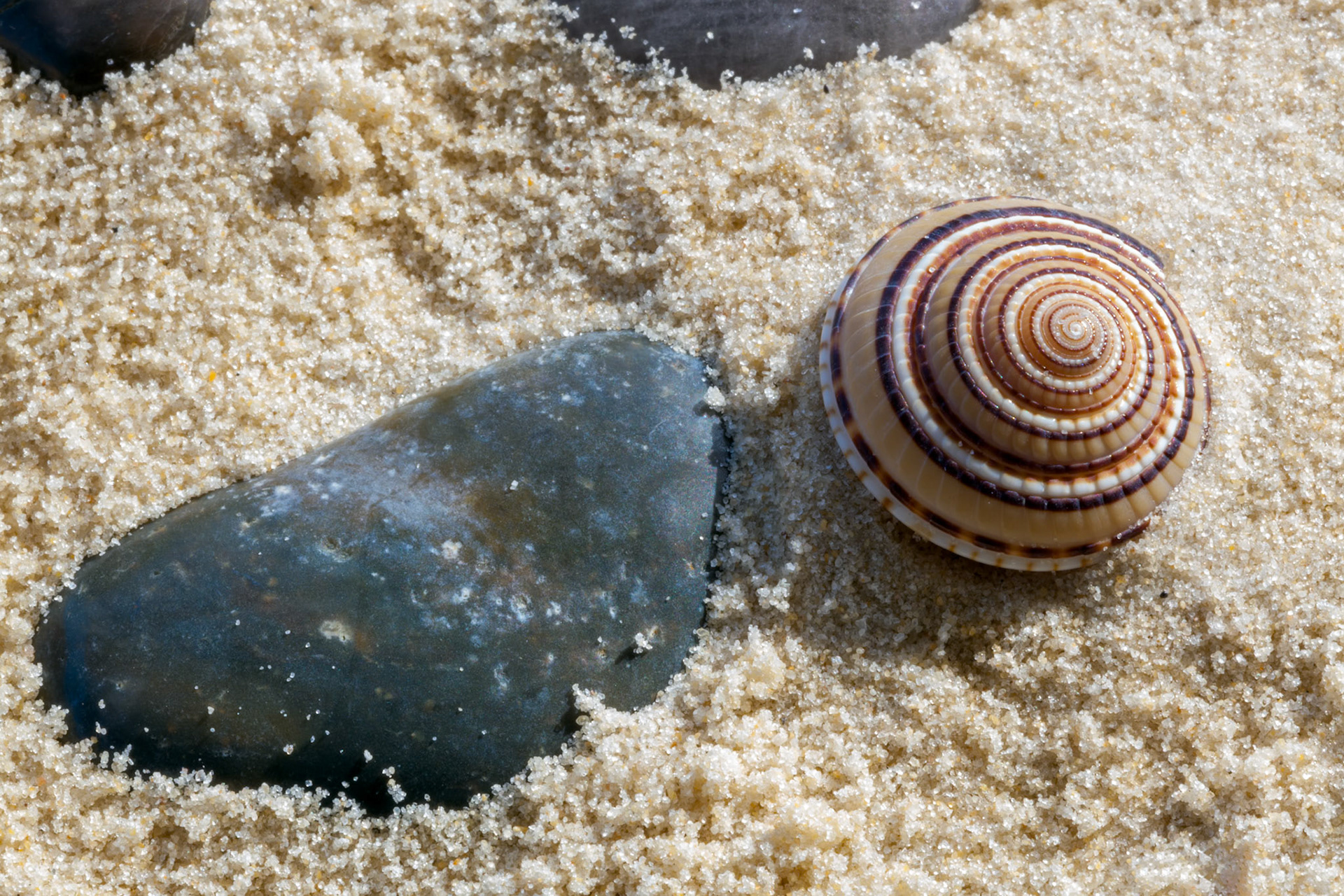 Small Sundial Seashell