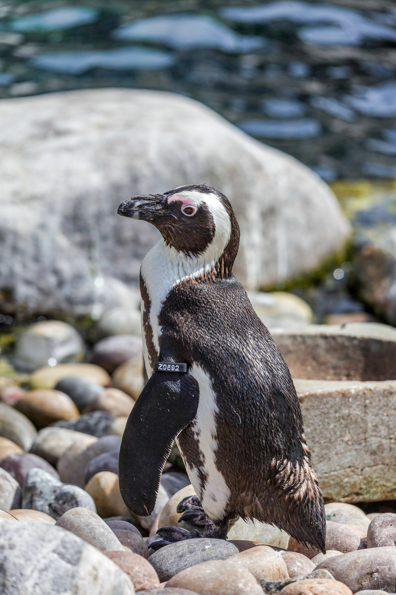 African Penguin (Spheniscus demersus)