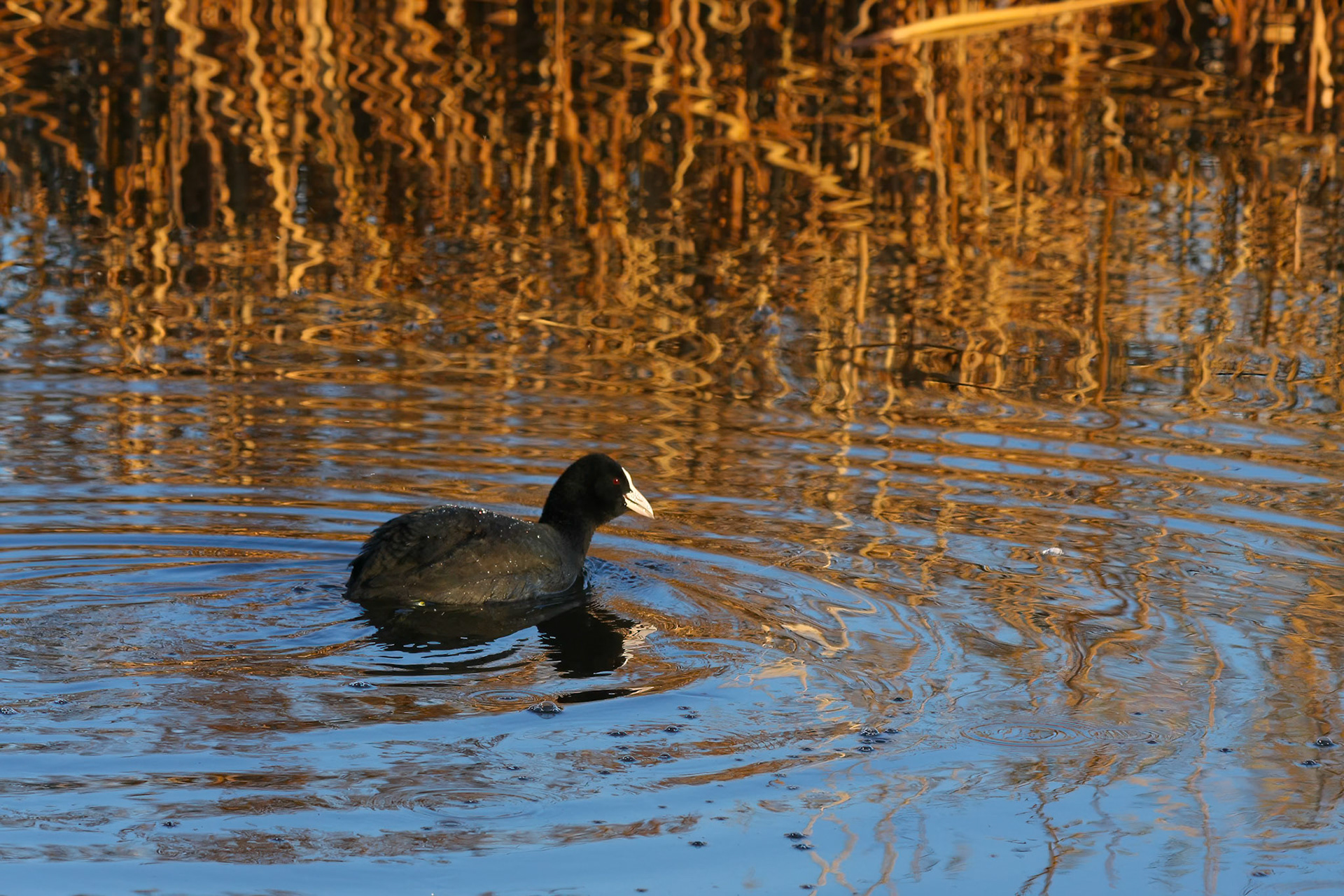 Coot swimming in golden reflections