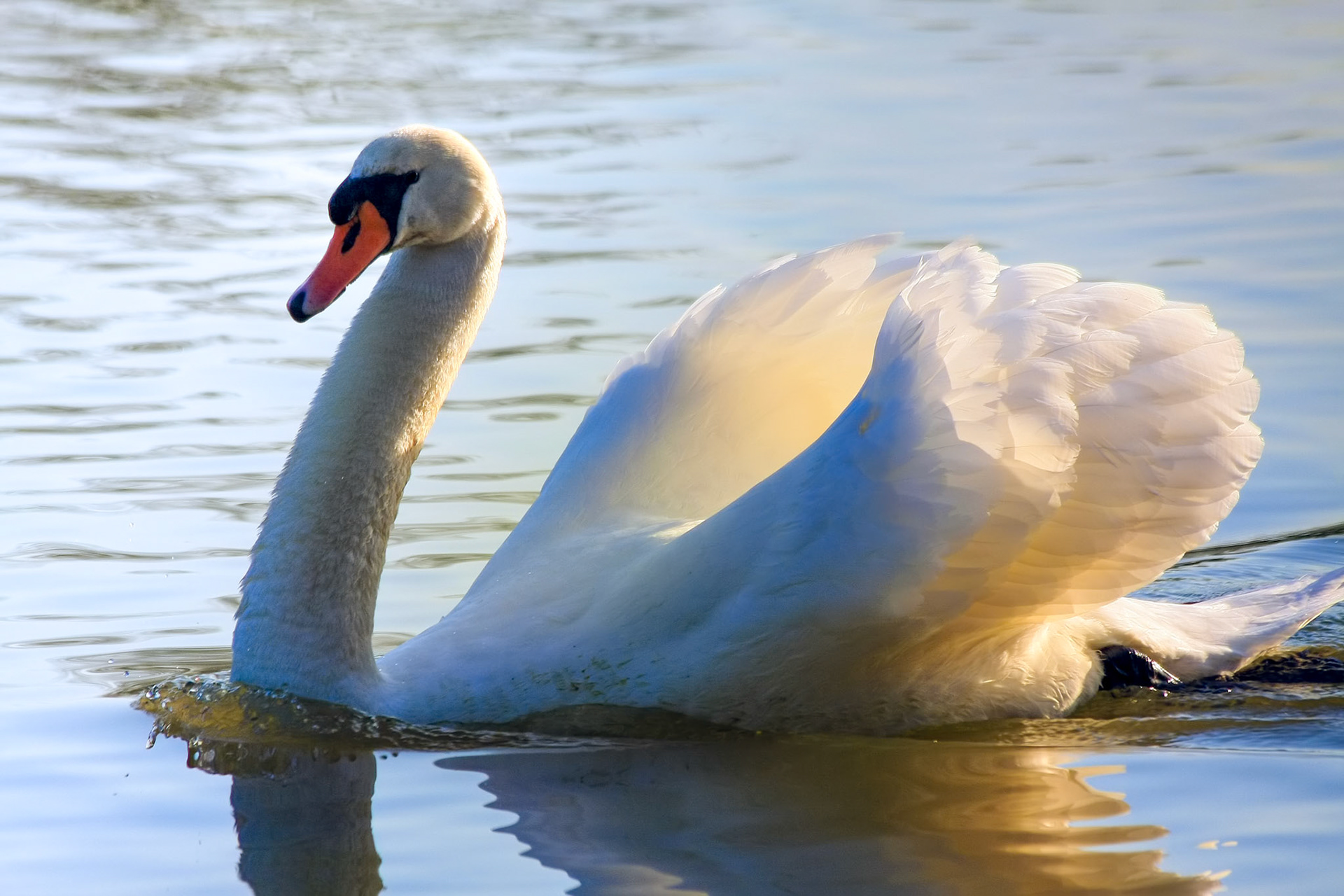 Mute Swan (cygnus olor) at Warnham Nature Reserve