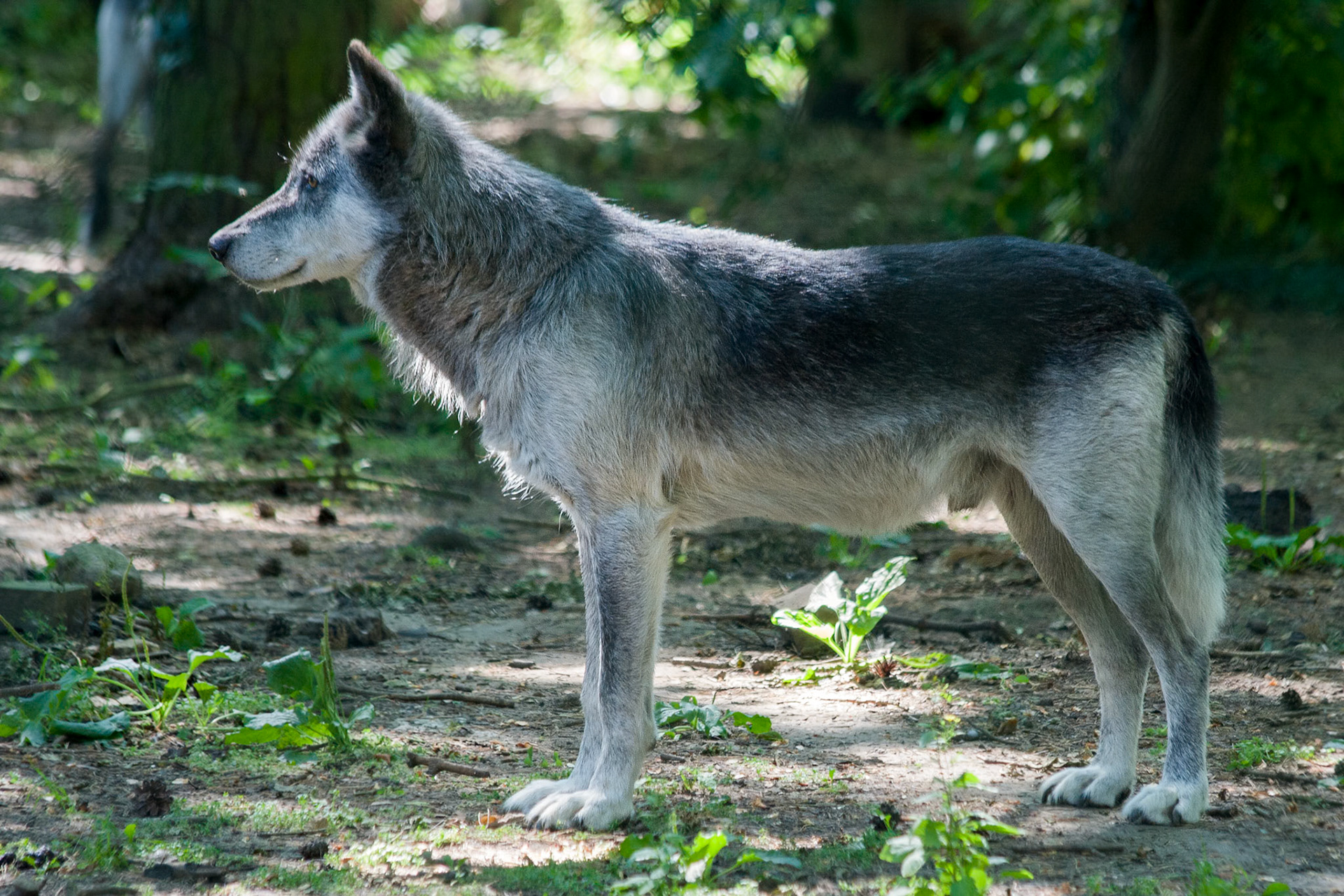 Lone Grey wolf staring at something of interest