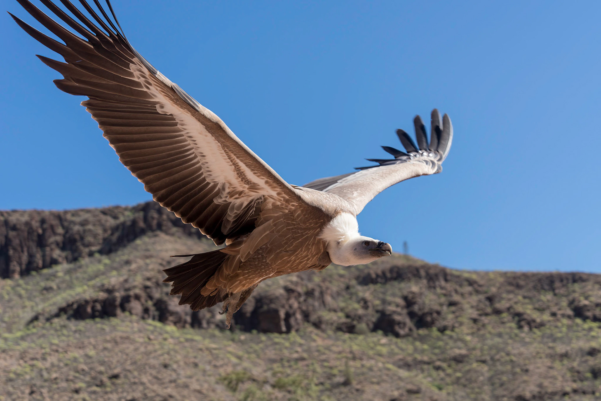 MASPALOMAS, GRAN CANARIA, SPAIN - MARCH 8 : Eurasian Griffon Vulture in flight at Palmitos Park, Maspalomas, Gran Canaria, Canary Islands, Spain on Ma