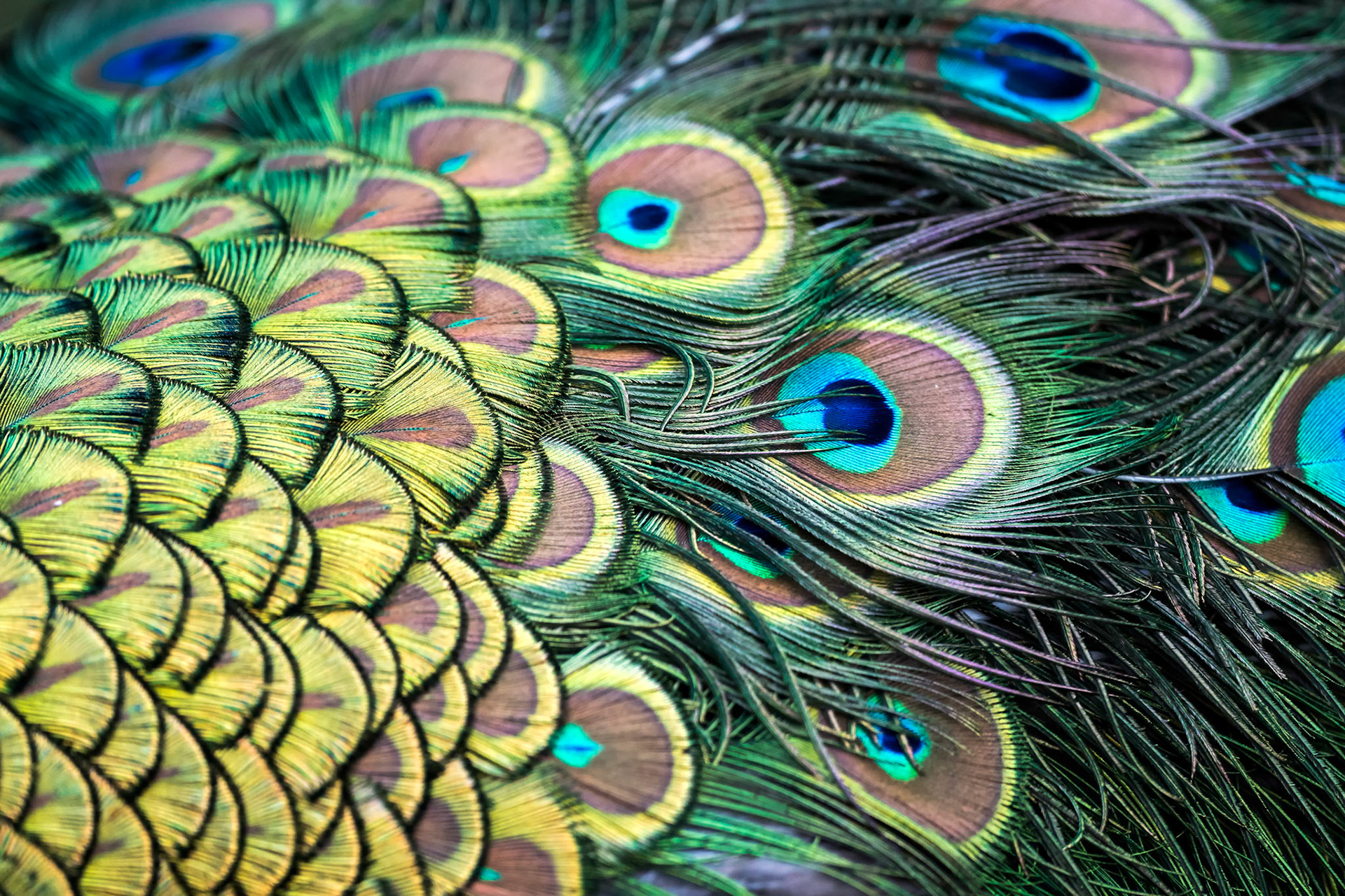 Peacock (Pavo cristatus)