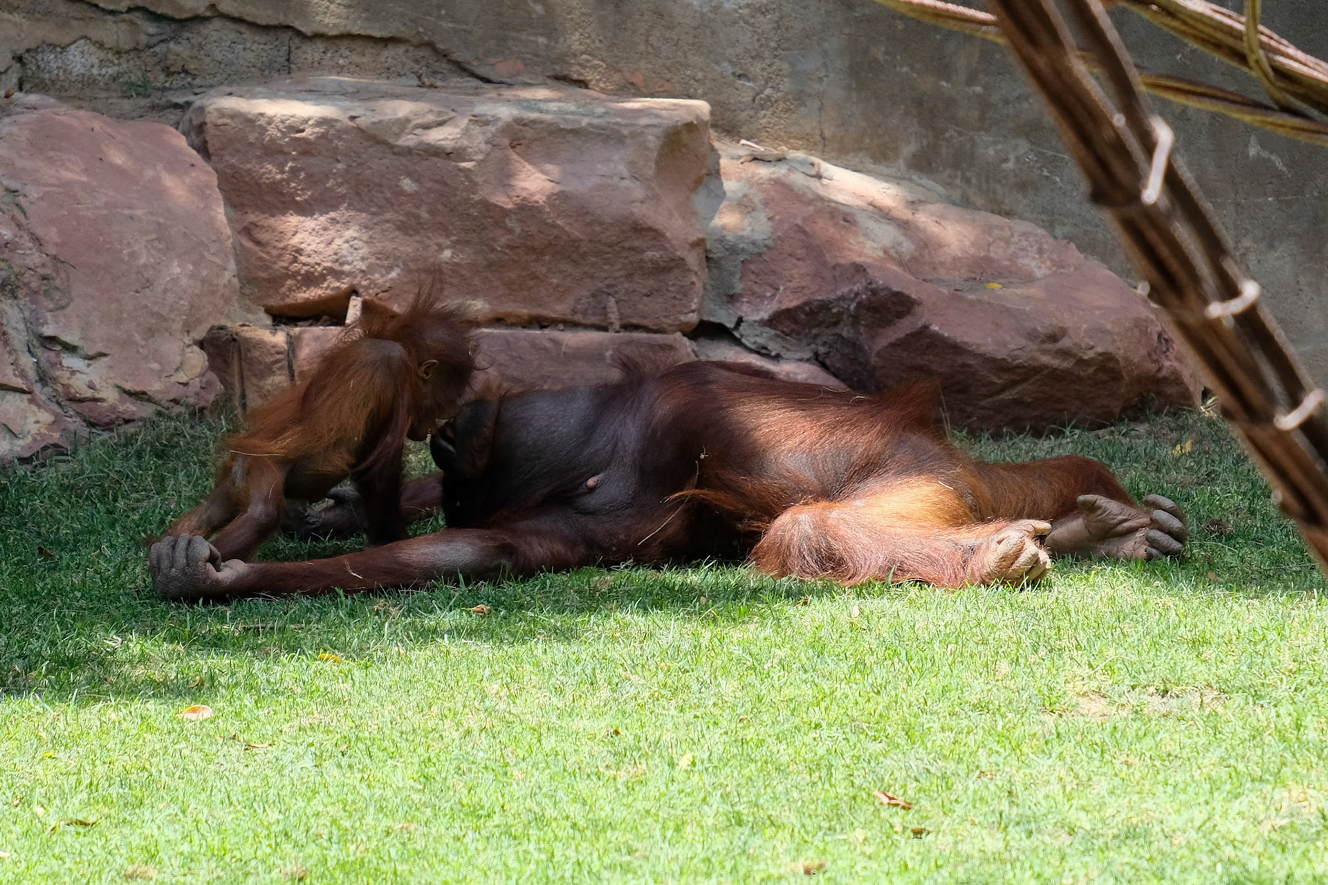FUENGIROLA, ANDALUCIA/SPAIN - JULY 4 : Mother and Baby Orangutans Kissing at the Bioparc Fuengirola Costa del Sol Spain on July 4, 2017