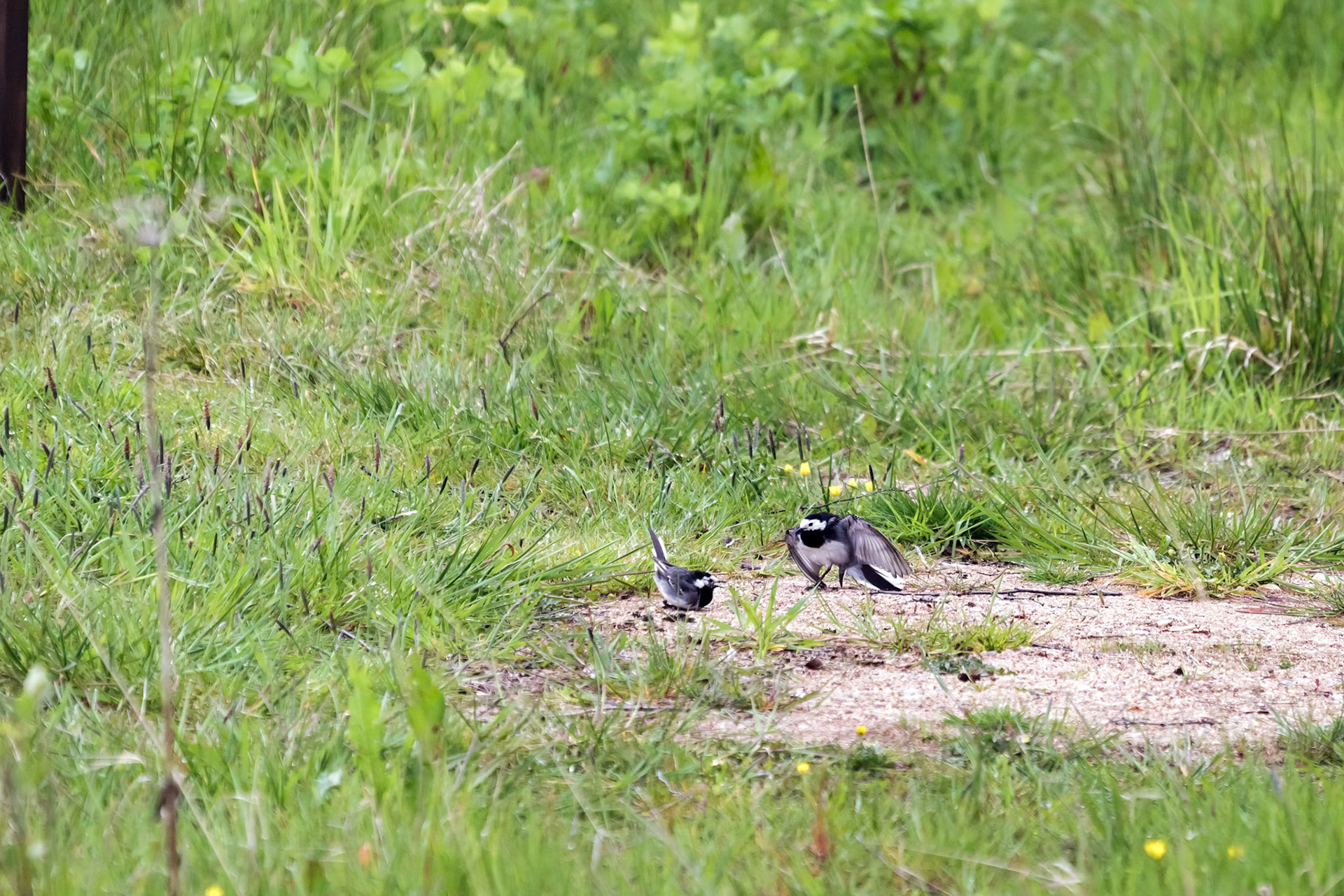 Male Pied Wagtail (Motacilla alba) Displaying to Female